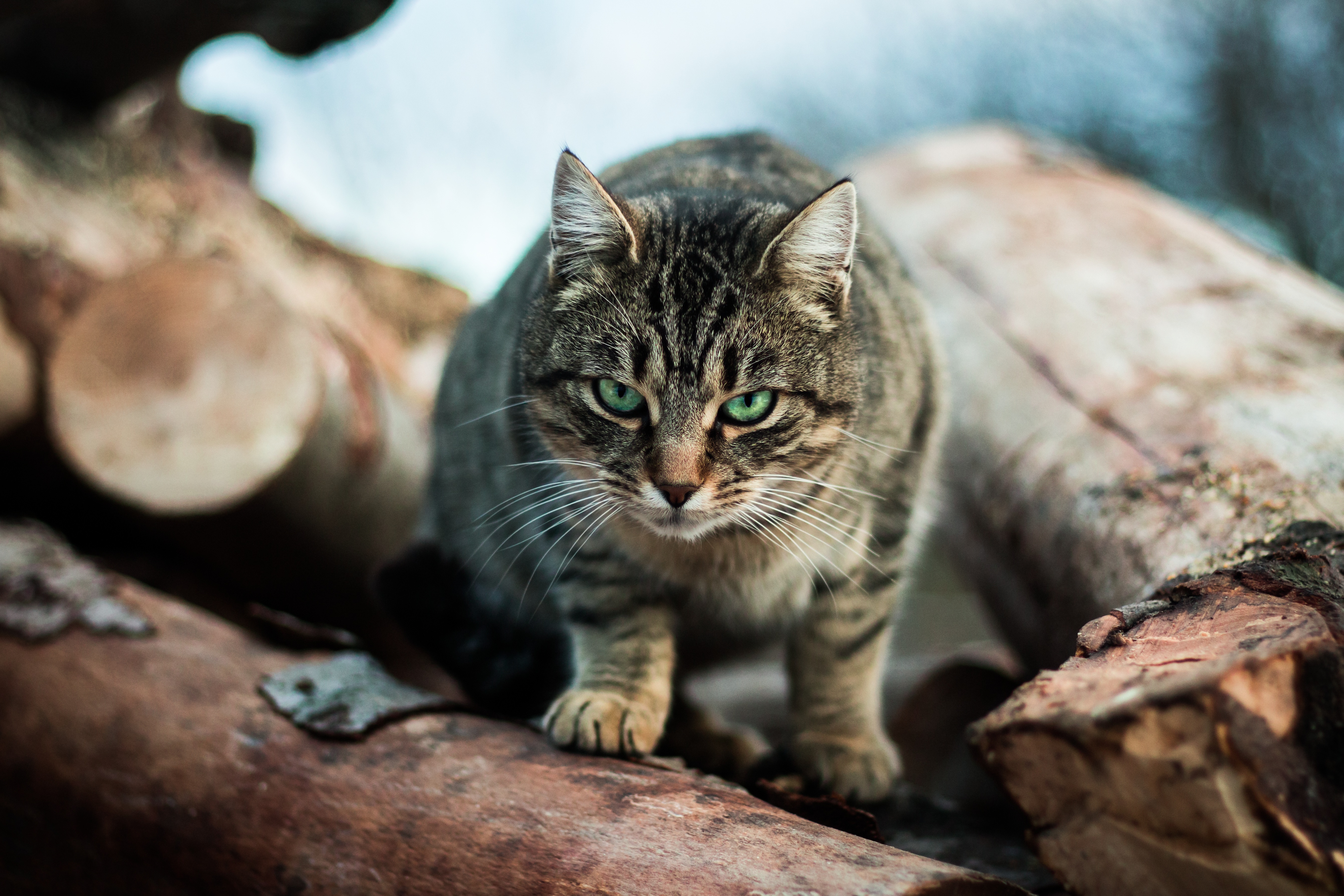 Tabby Cat with Green Eyes on Logs HD Wallpaper