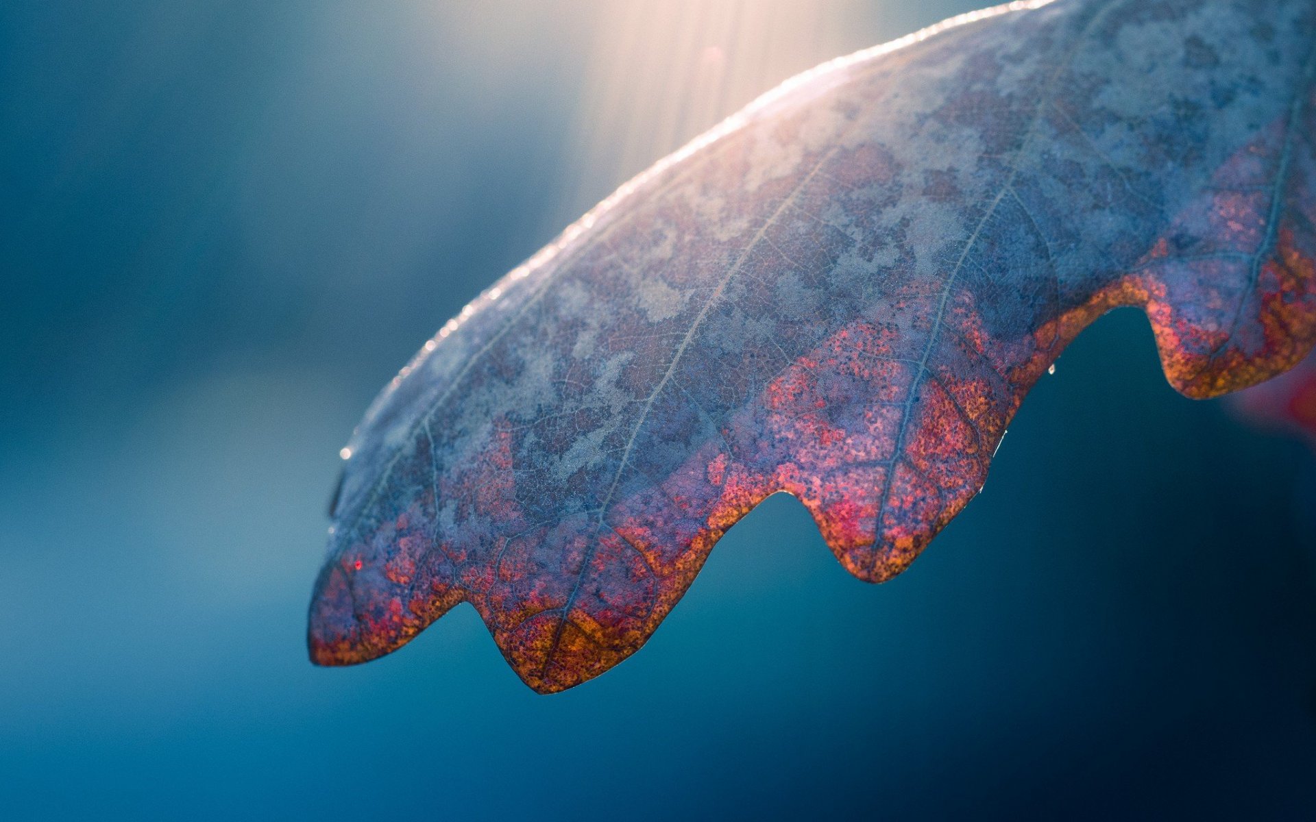 Close-up of a frost-covered leaf with sunlight HD Wallpaper