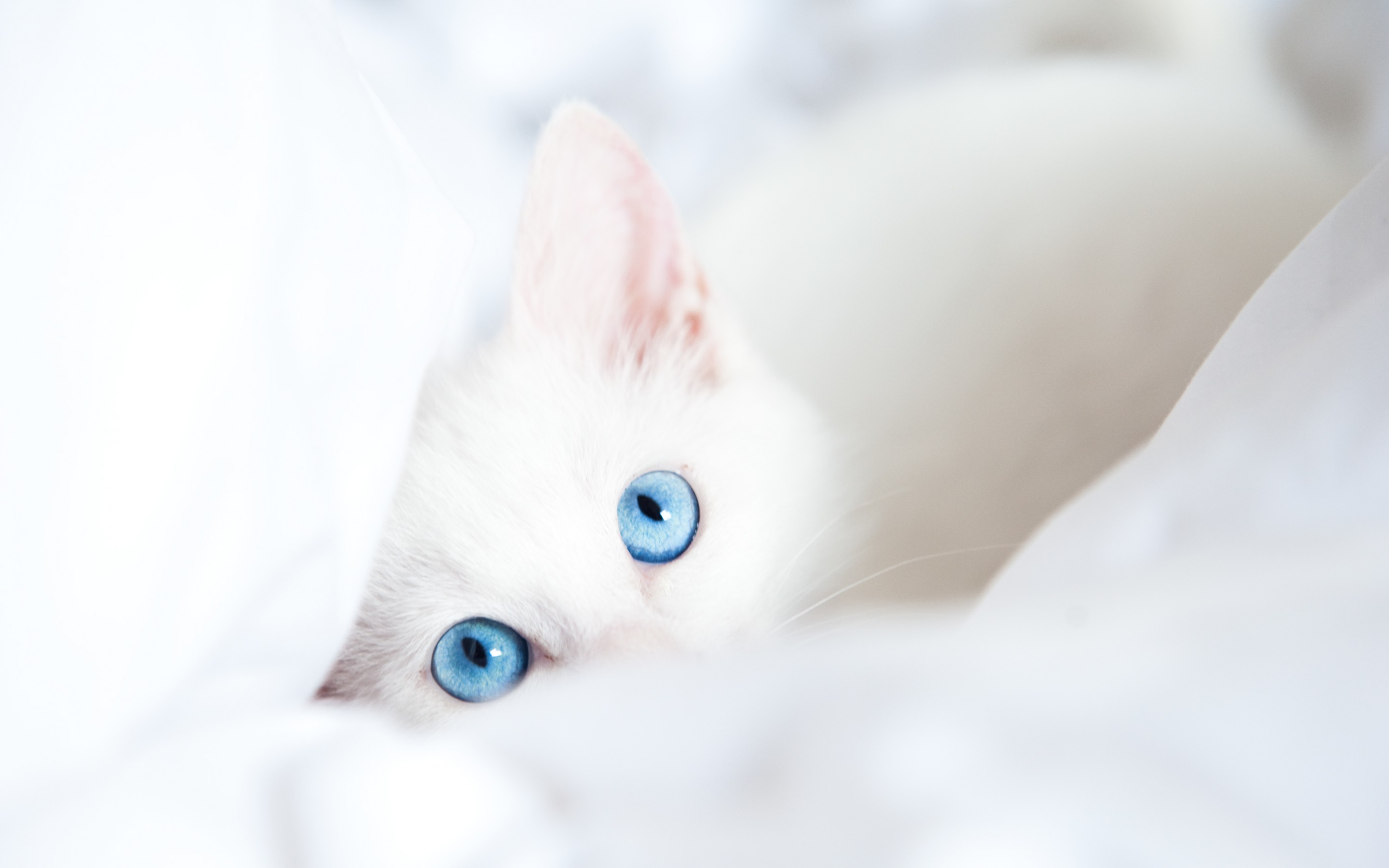 White cat with bright blue eyes HD Wallpaper