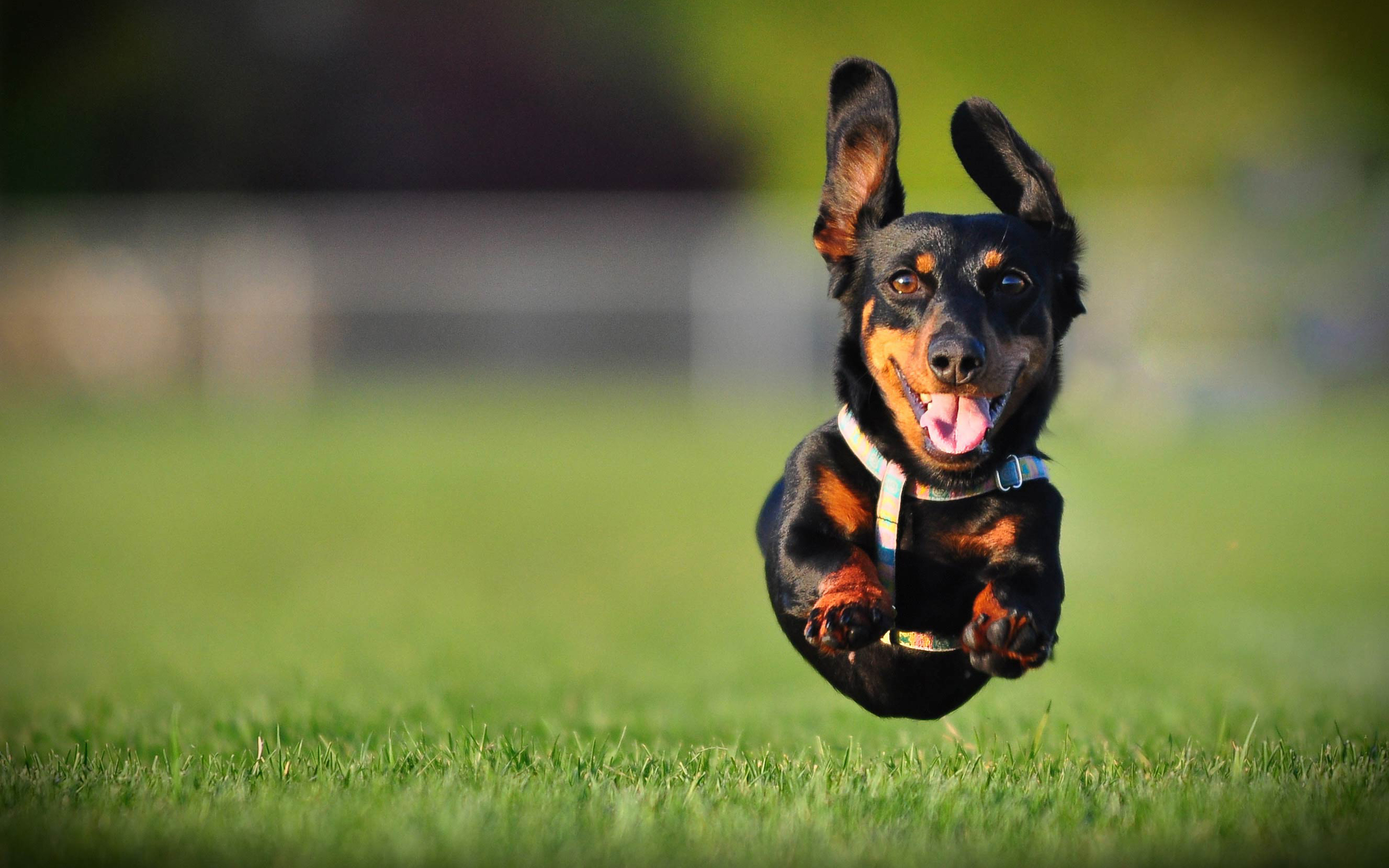 Dachshund dog jumping in a field HD Wallpaper