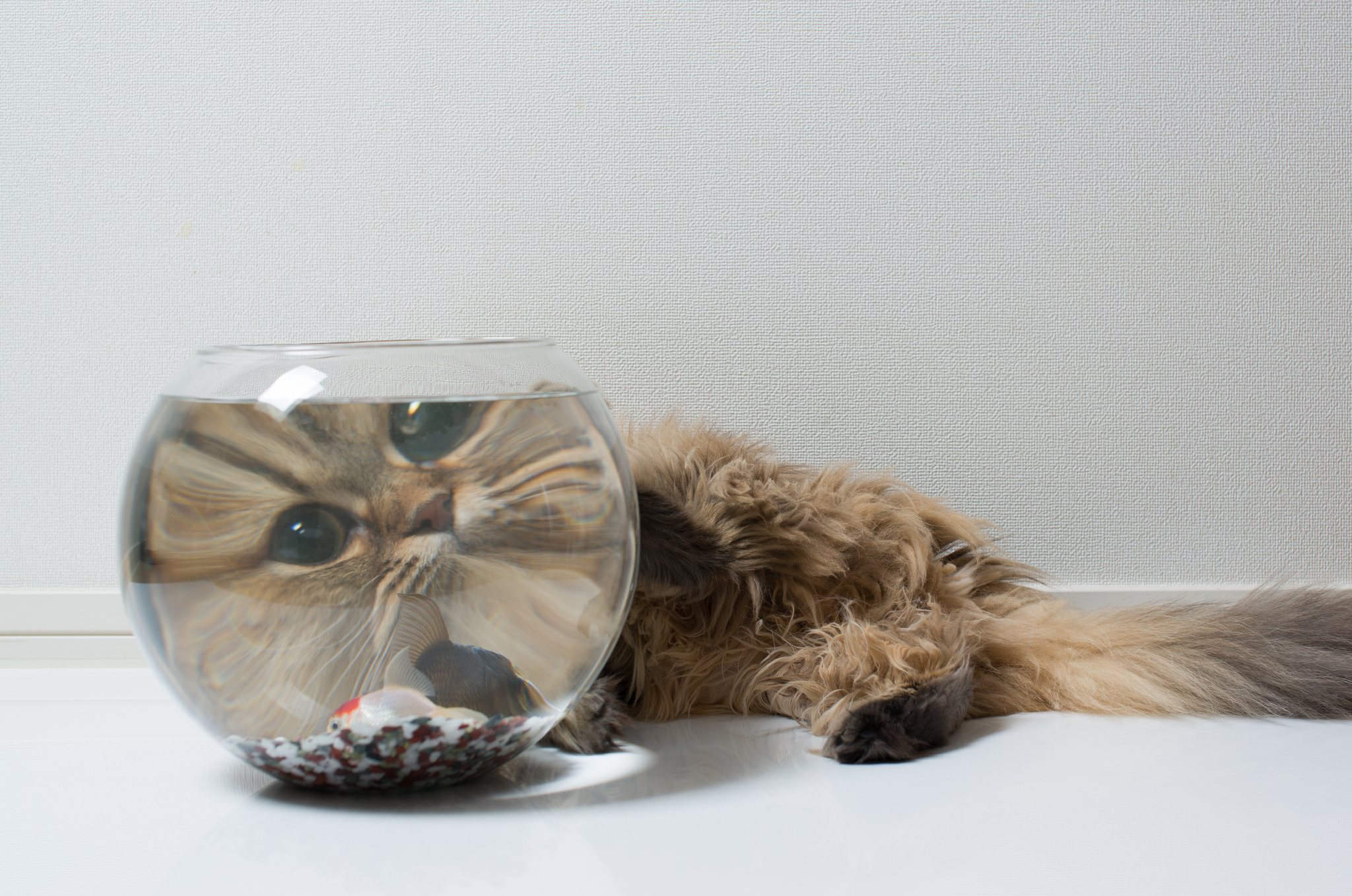 Cat looking into a fishbowl with fish HD Wallpaper
