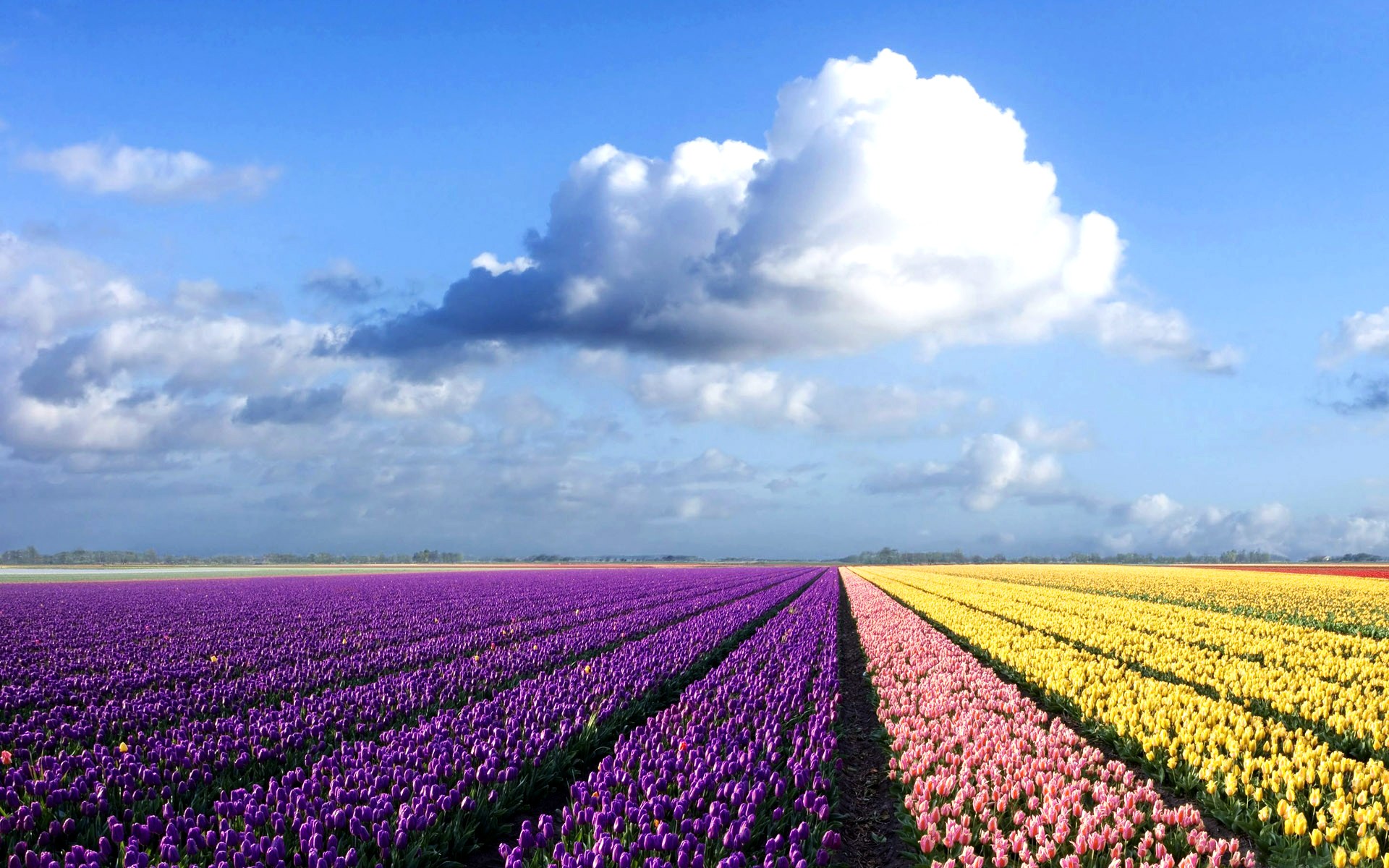 Field of colorful tulips under a cloudy sky HD Wallpaper