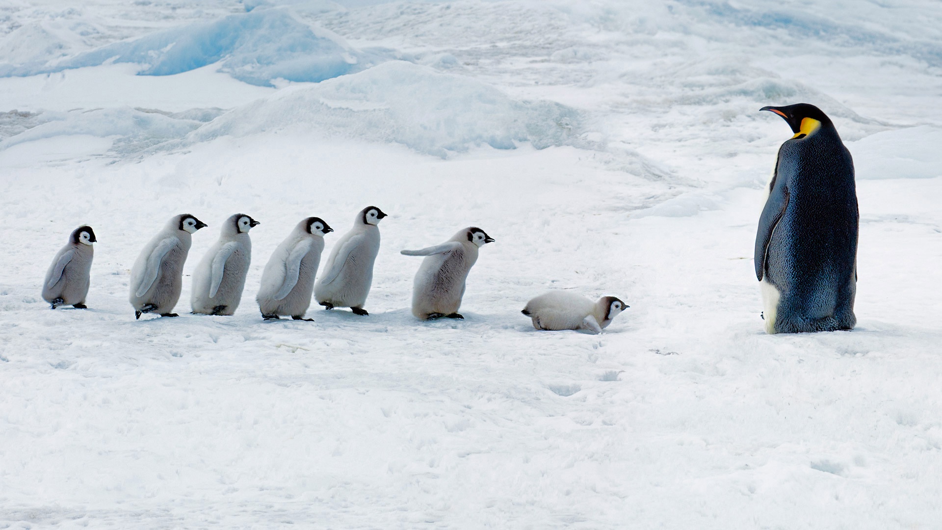 Emperor Penguin and Chicks on Ice HD Wallpaper