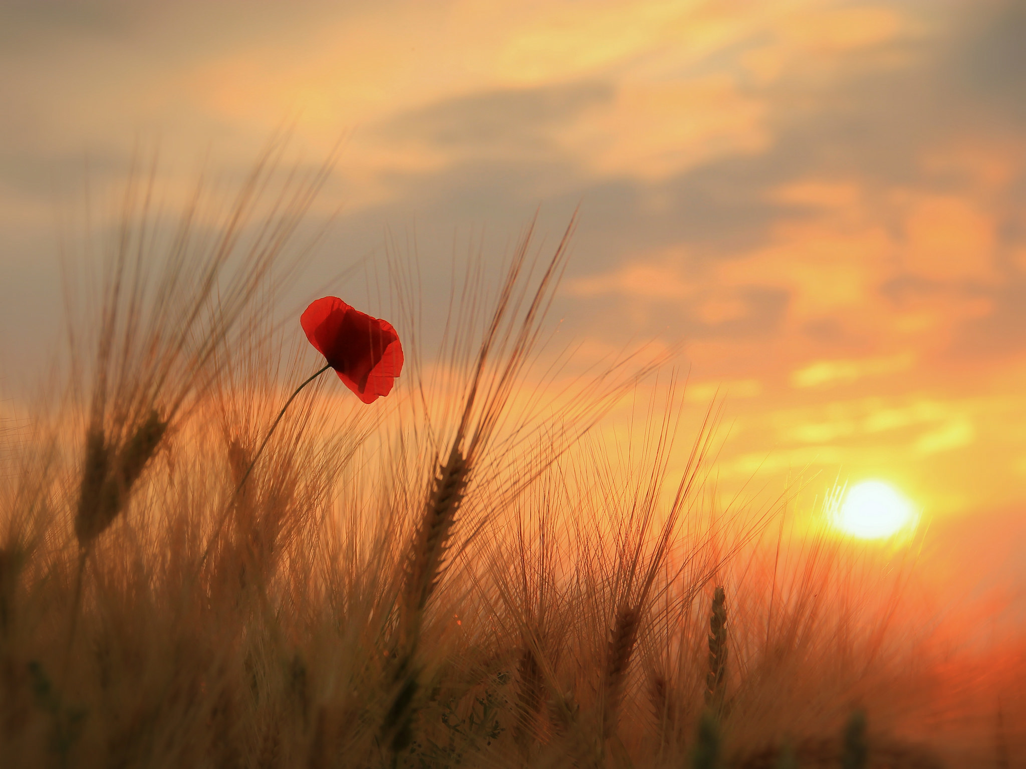 Red poppy in a wheat field at sunset HD Wallpaper