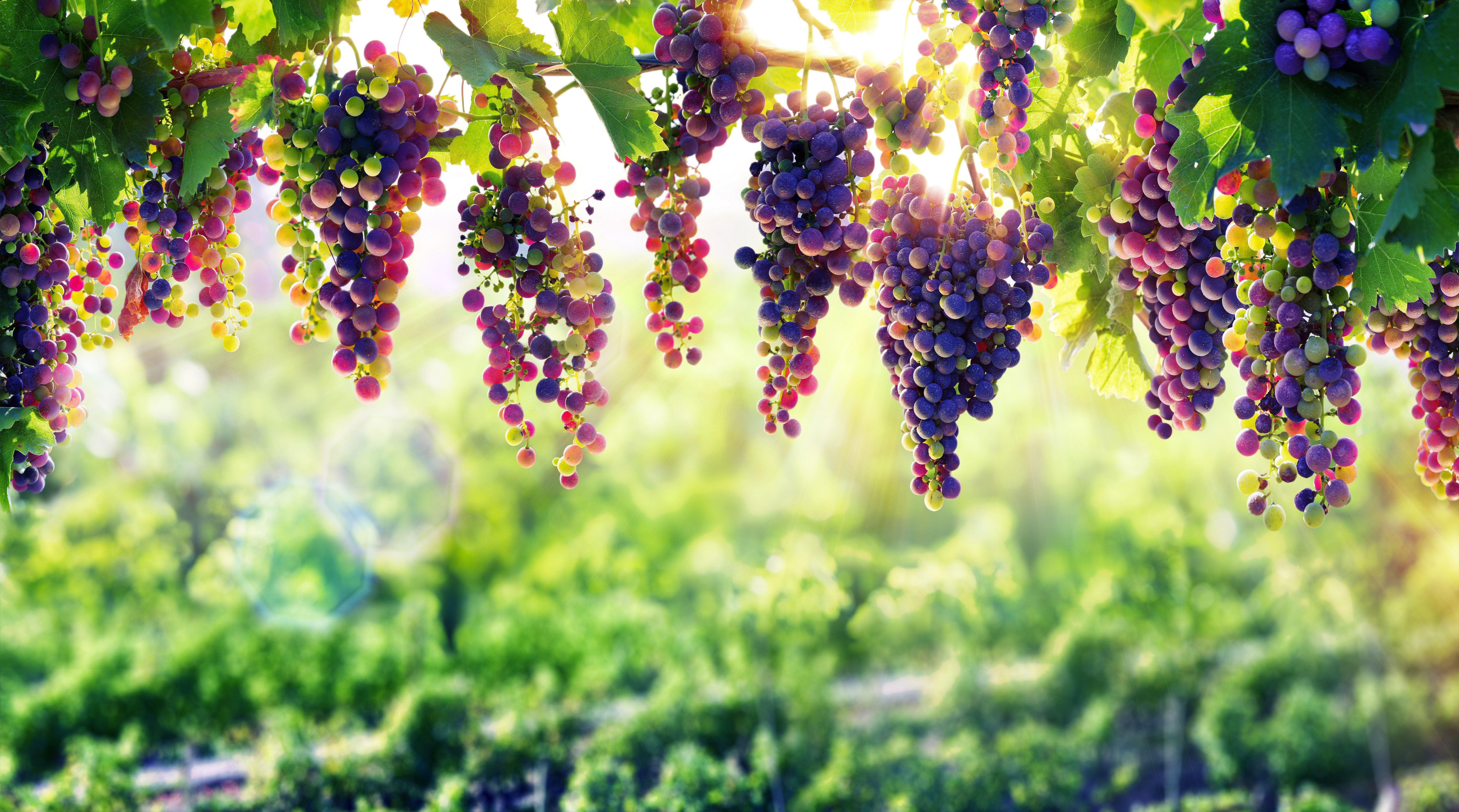 Grapes on a vine in a vineyard HD Wallpaper