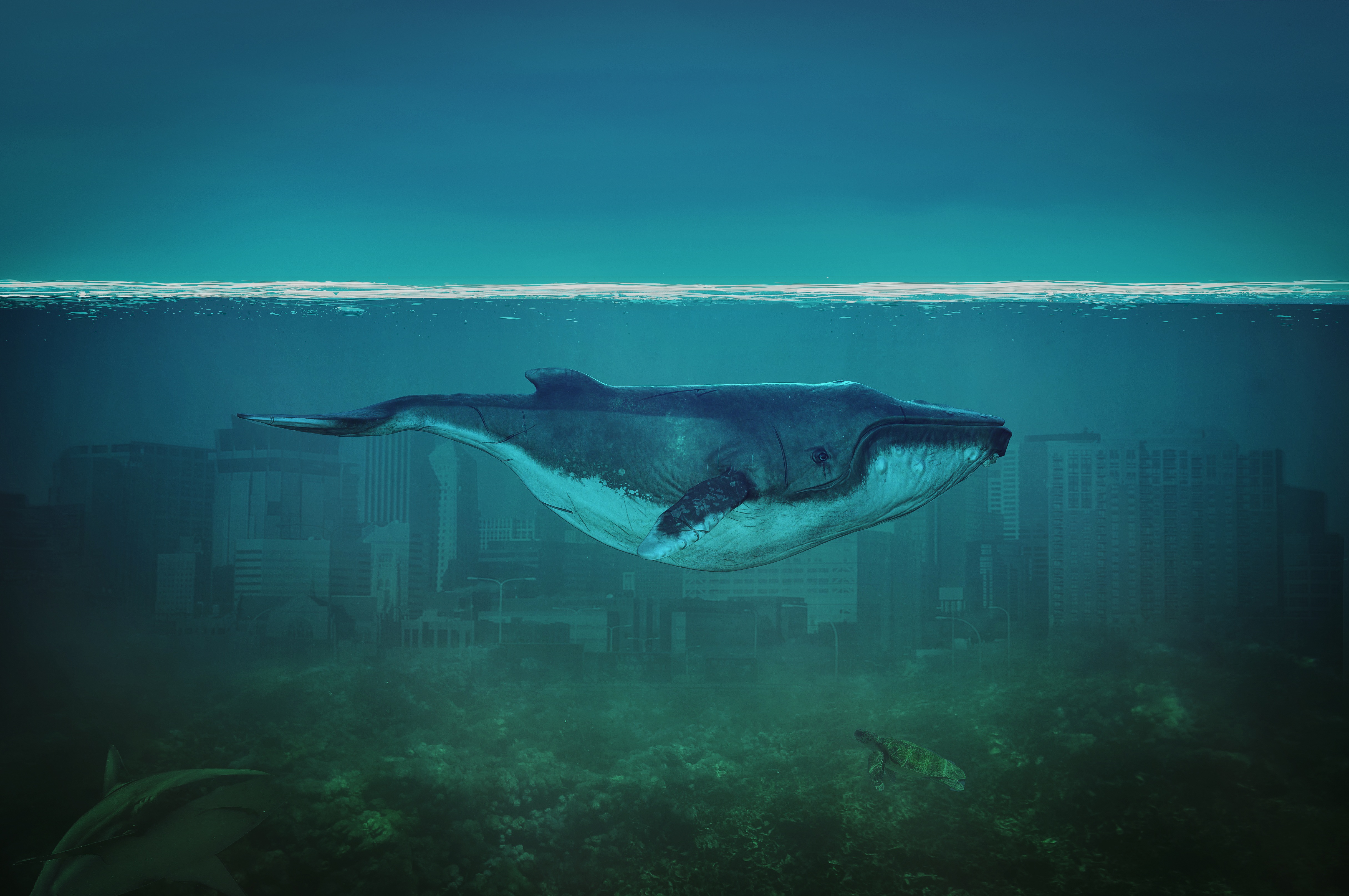 Whale swimming over submerged city with shark and turtle HD Wallpaper