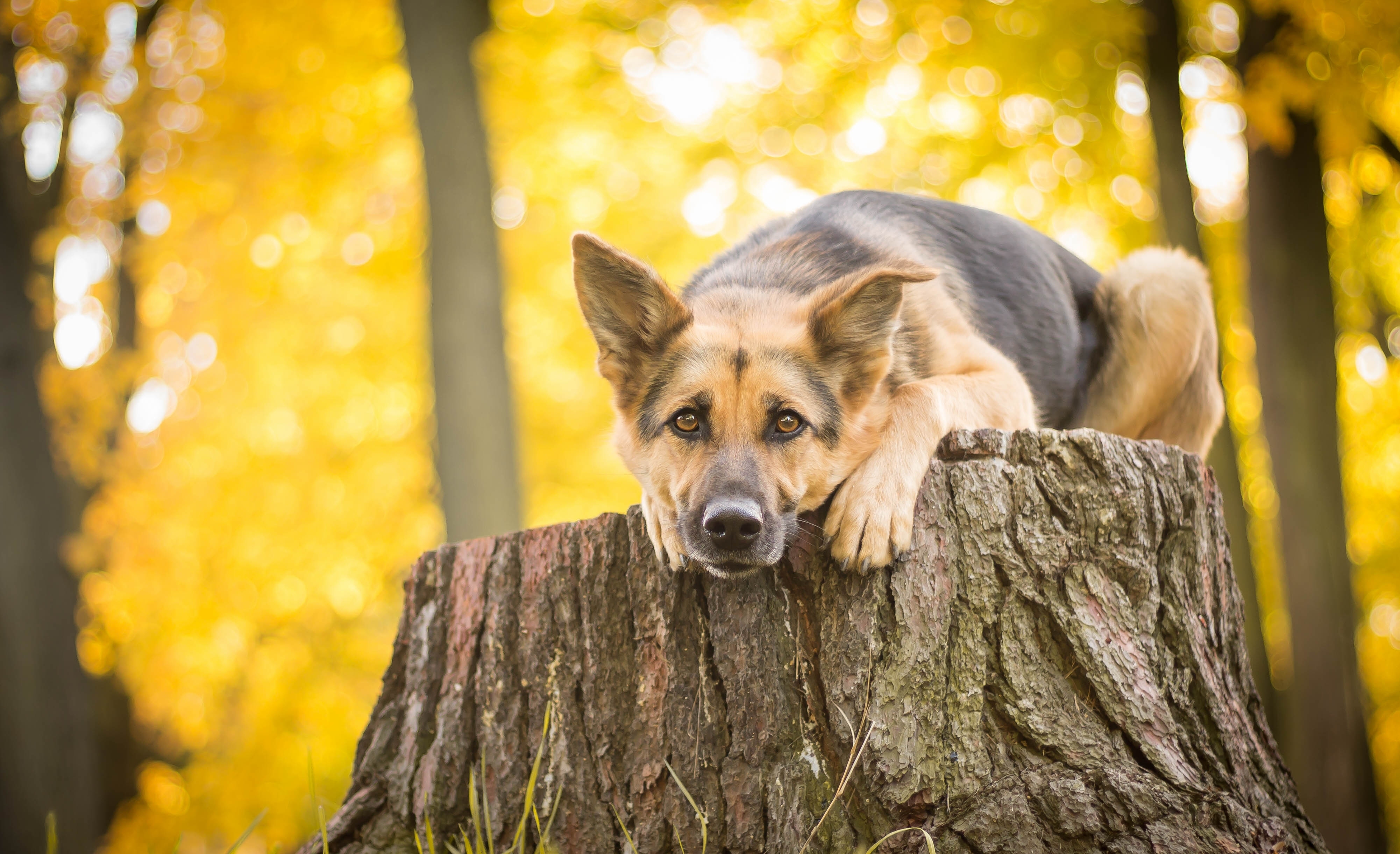German Shepherd Relaxing on Tree Stump in Autumn HD Wallpaper