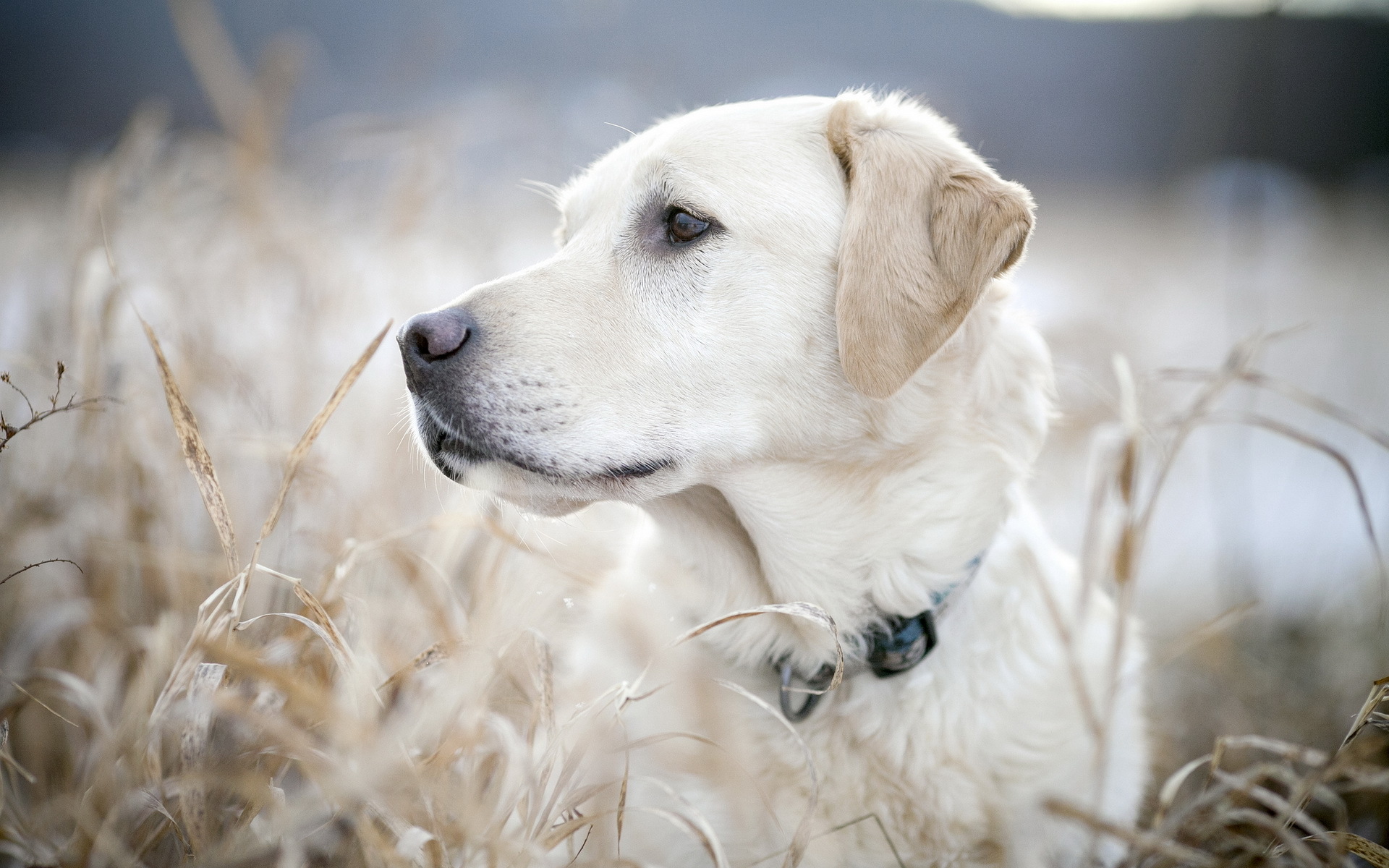 A cream-colored Labrador Retriever dog in dry grass HD Wallpaper