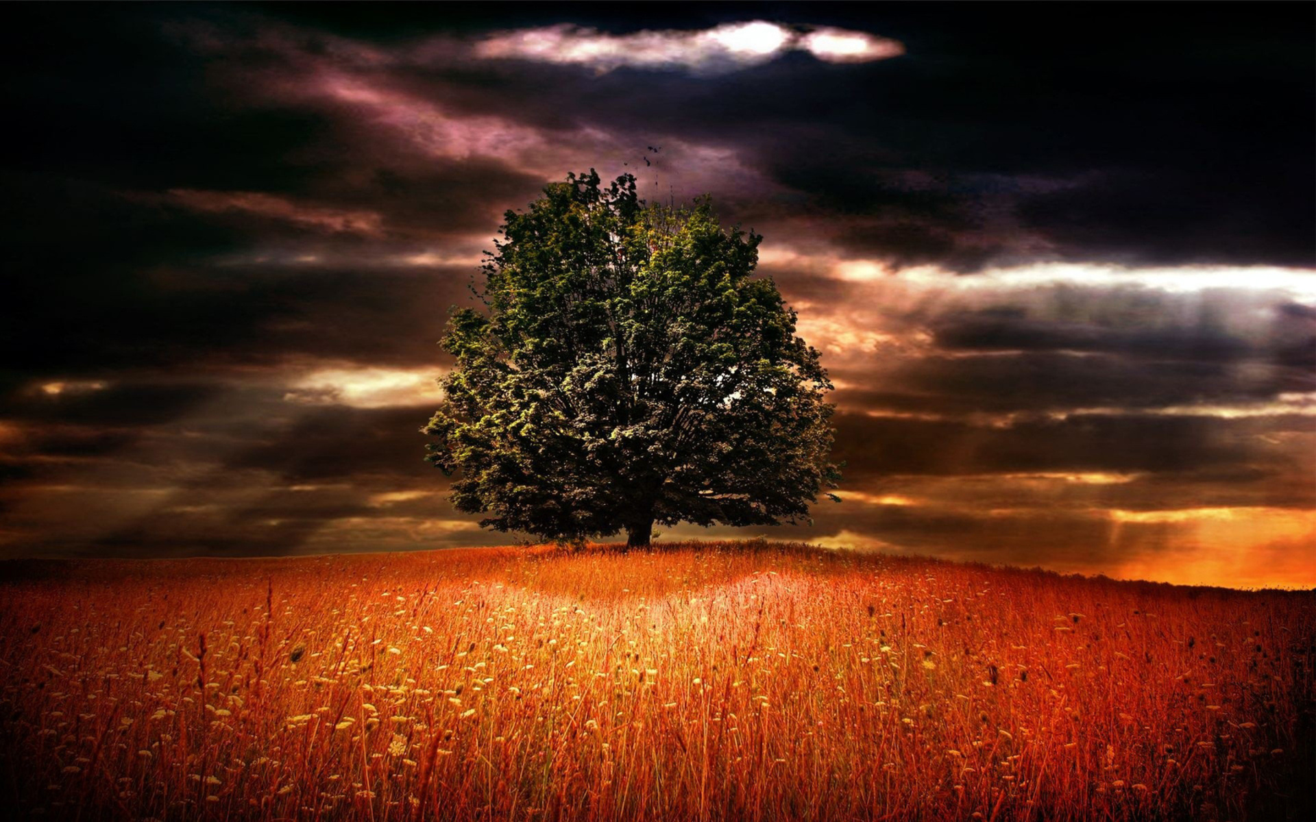 Tree in a field at sunset HD Wallpaper