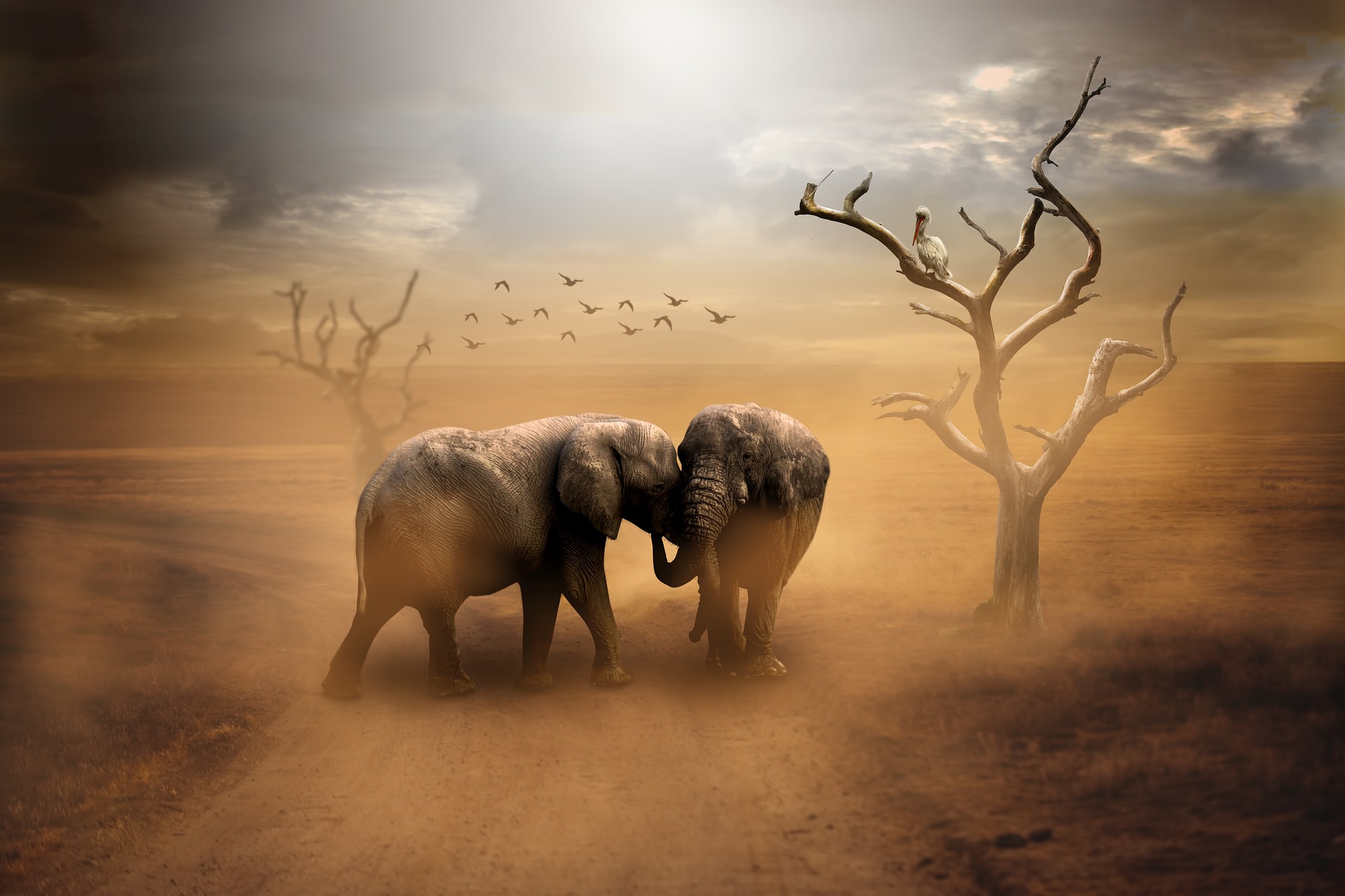 Two elephants in a dusty landscape with dead trees and birds HD Wallpaper