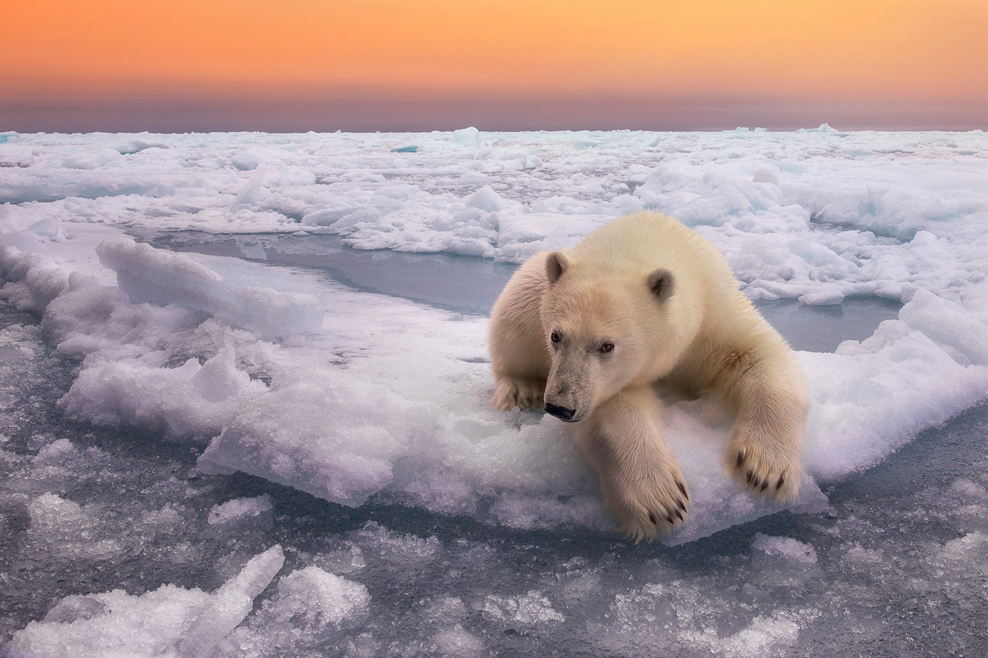 Polar bear on ice floe at sunset HD Wallpaper