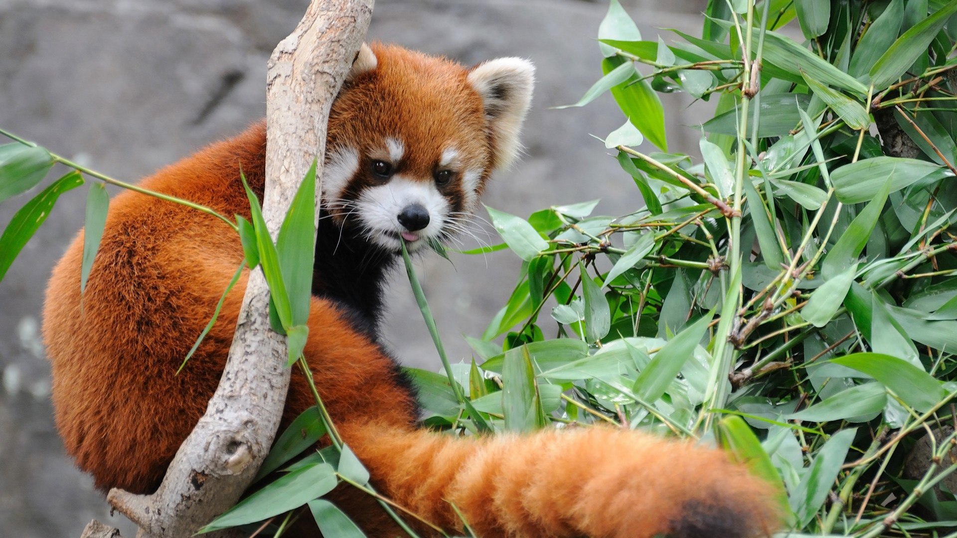 Red Panda eating bamboo in a tree HD Wallpaper