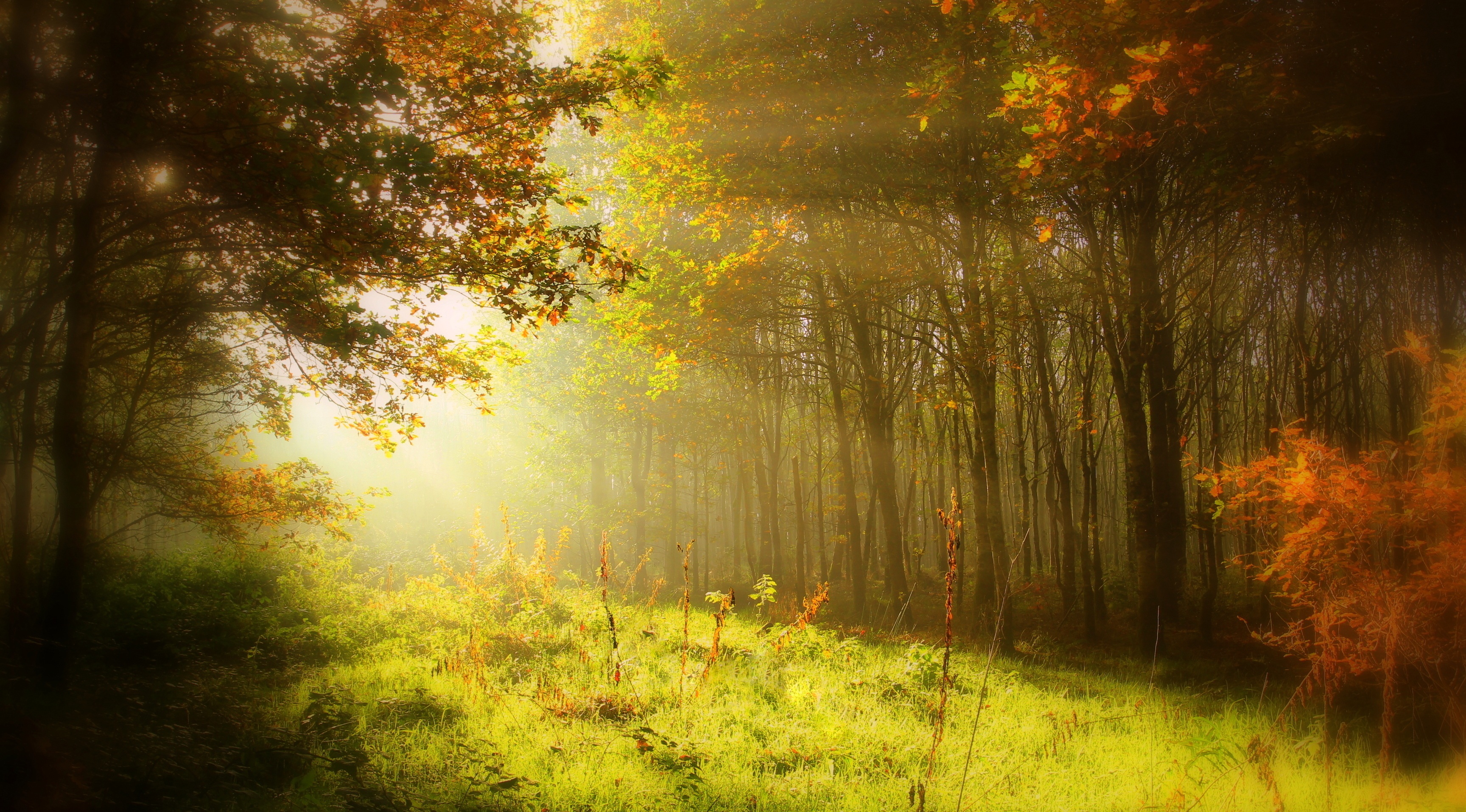 Sunbeams in an Autumn Forest with Grass and Trees HD Wallpaper
