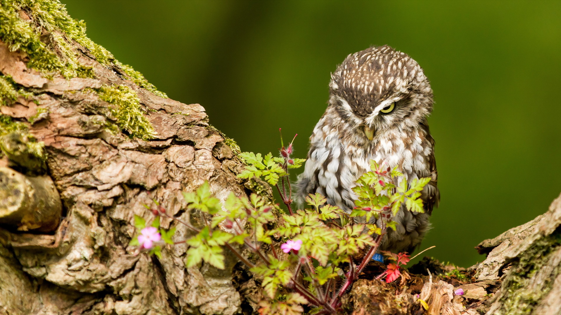 Little owl perched on a mossy tree branch HD Wallpaper
