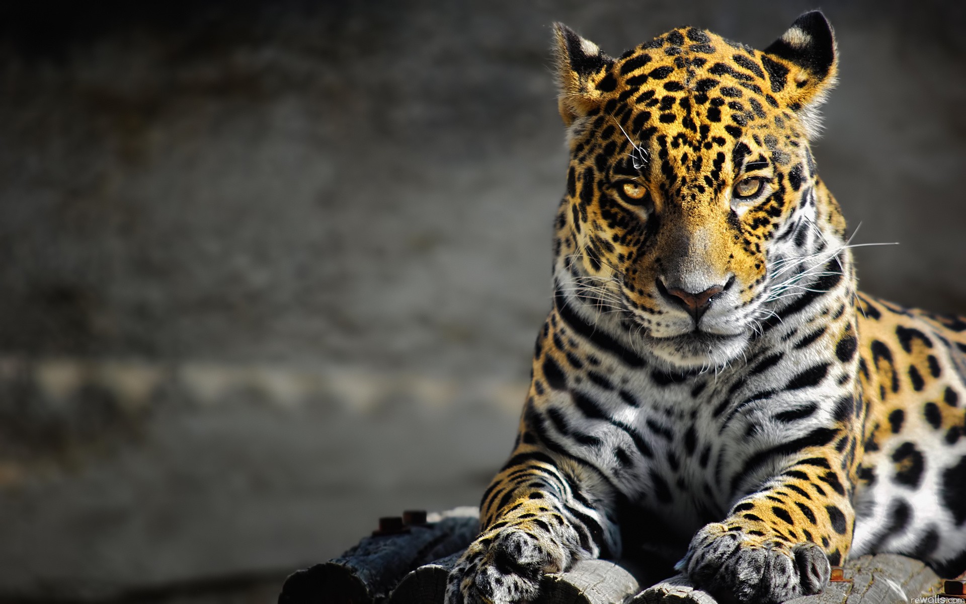 Jaguar resting on logs HD Wallpaper