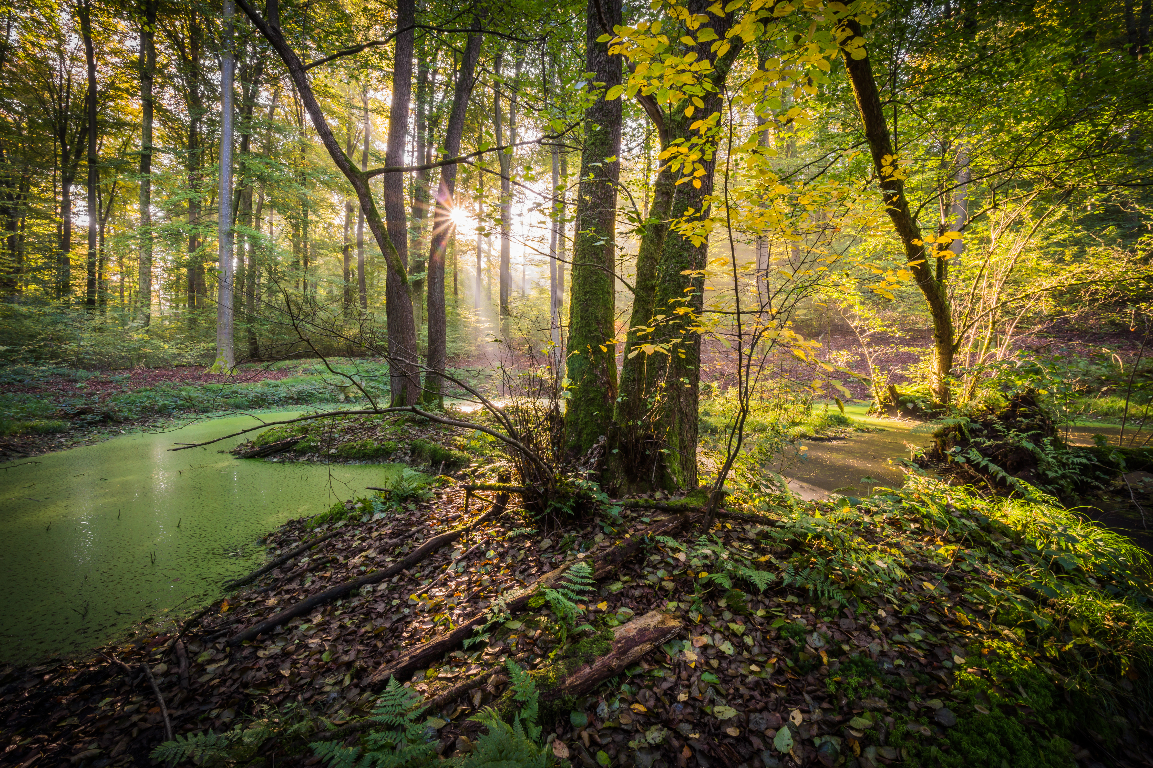 Forest with green pond and sunbeams HD Wallpaper