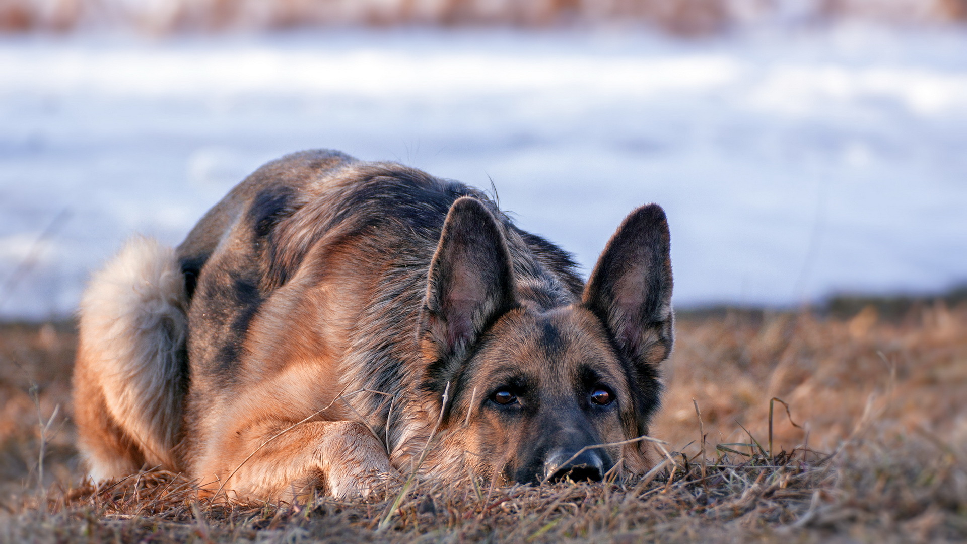 German Shepherd dog lying down in dry grass HD Wallpaper