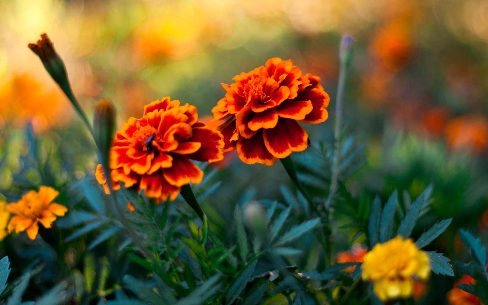 Orange and red marigolds in a garden HD Wallpaper
