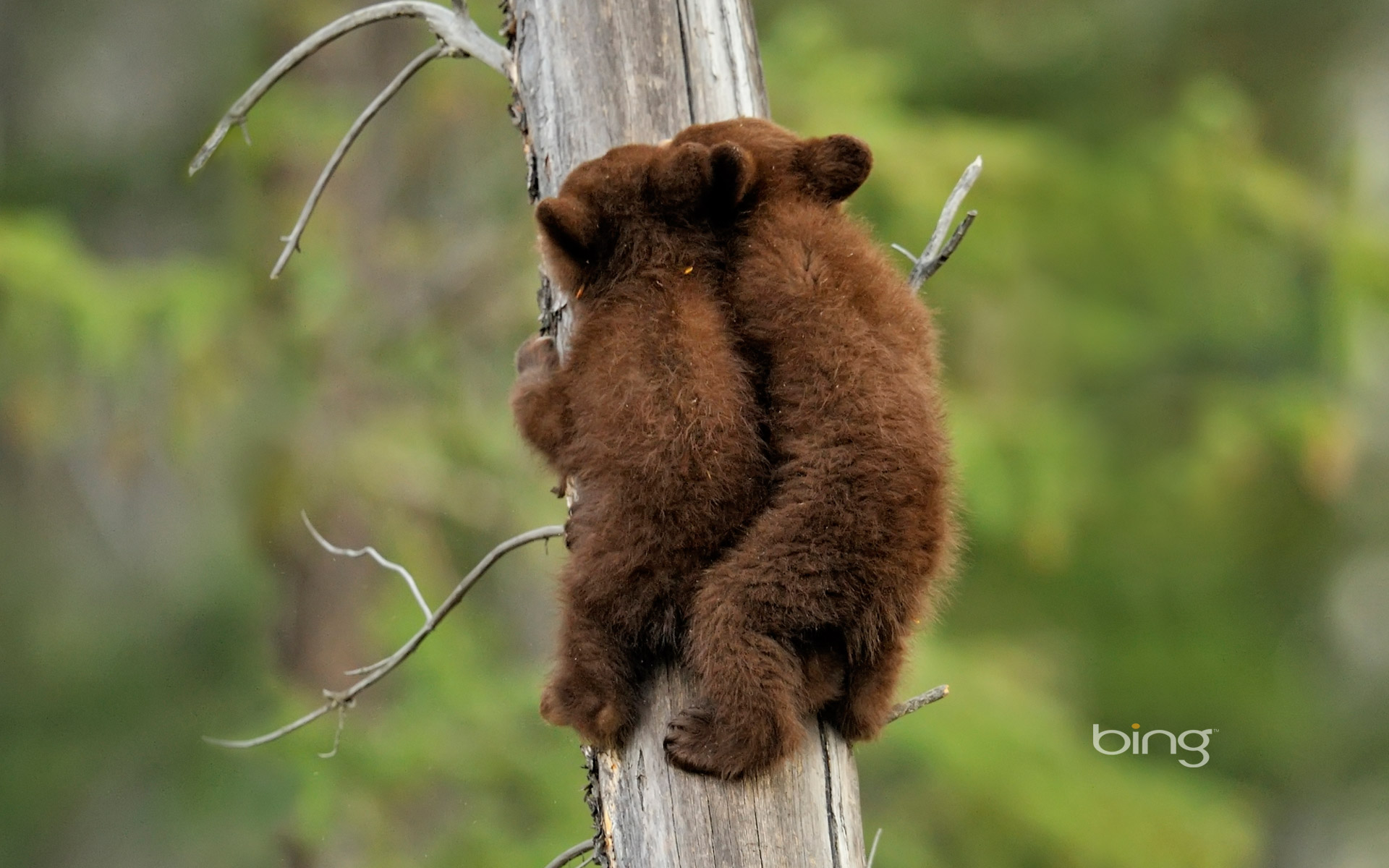 Two bear cubs hugging on a tree trunk HD Wallpaper