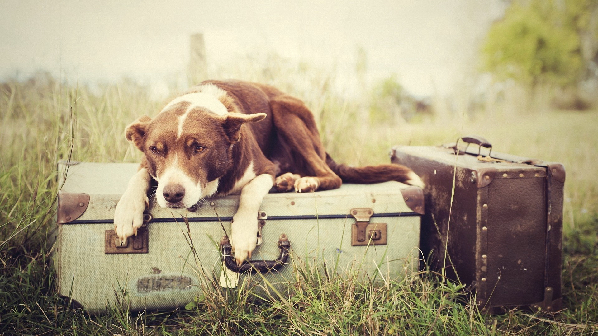Dog resting on vintage suitcases in a field HD Wallpaper