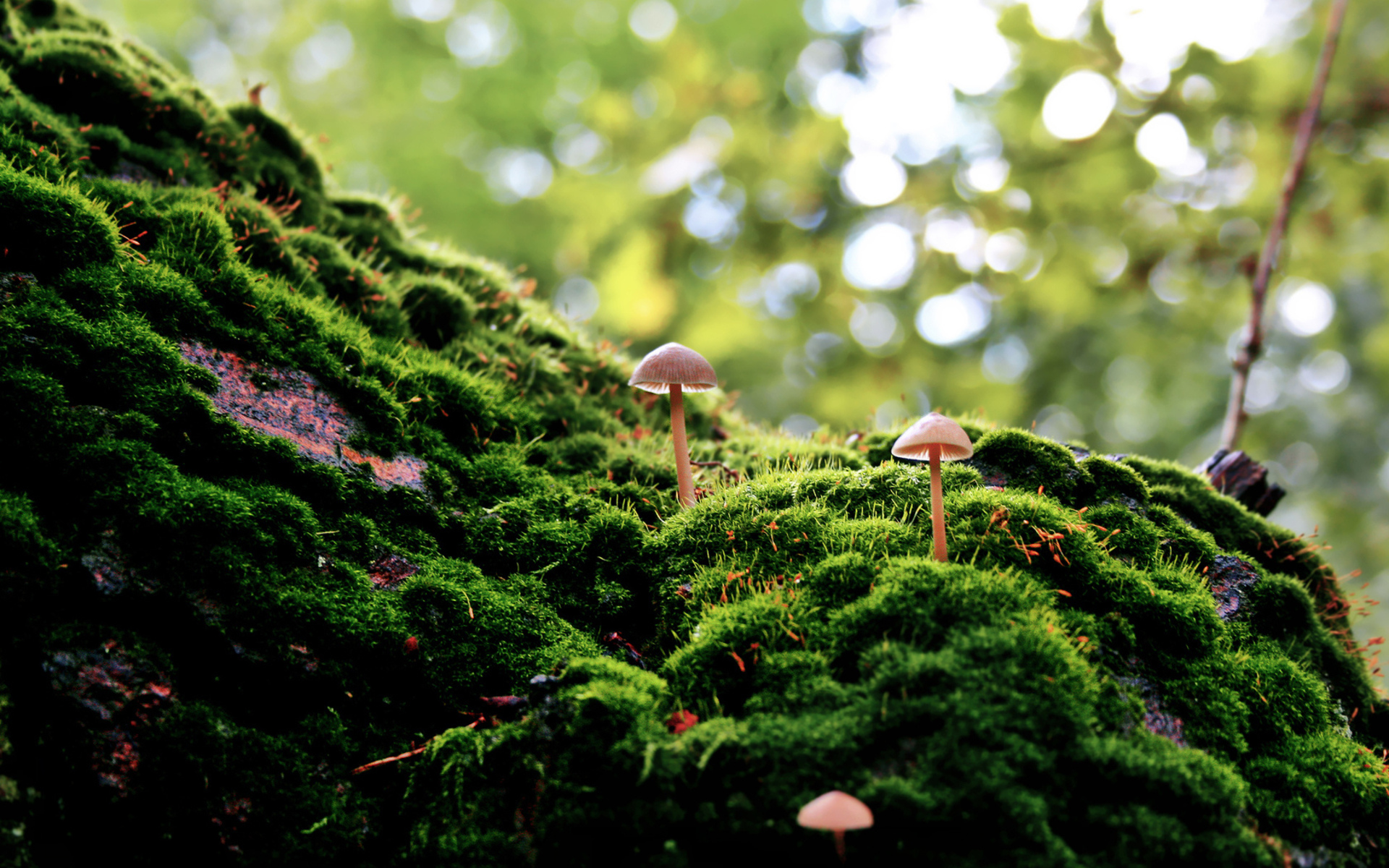 Tiny mushrooms growing on mossy tree trunk HD Wallpaper