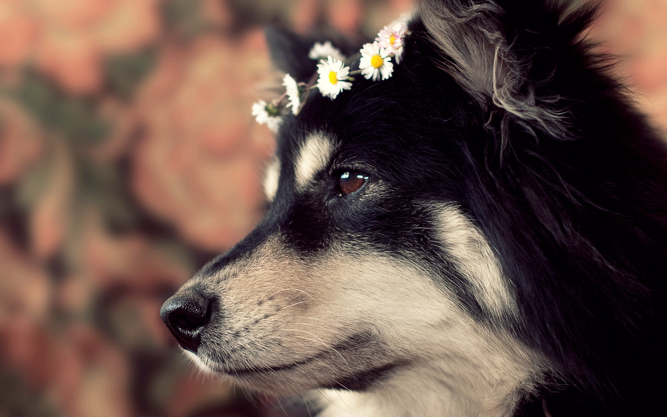 Dog wearing a flower crown HD Wallpaper