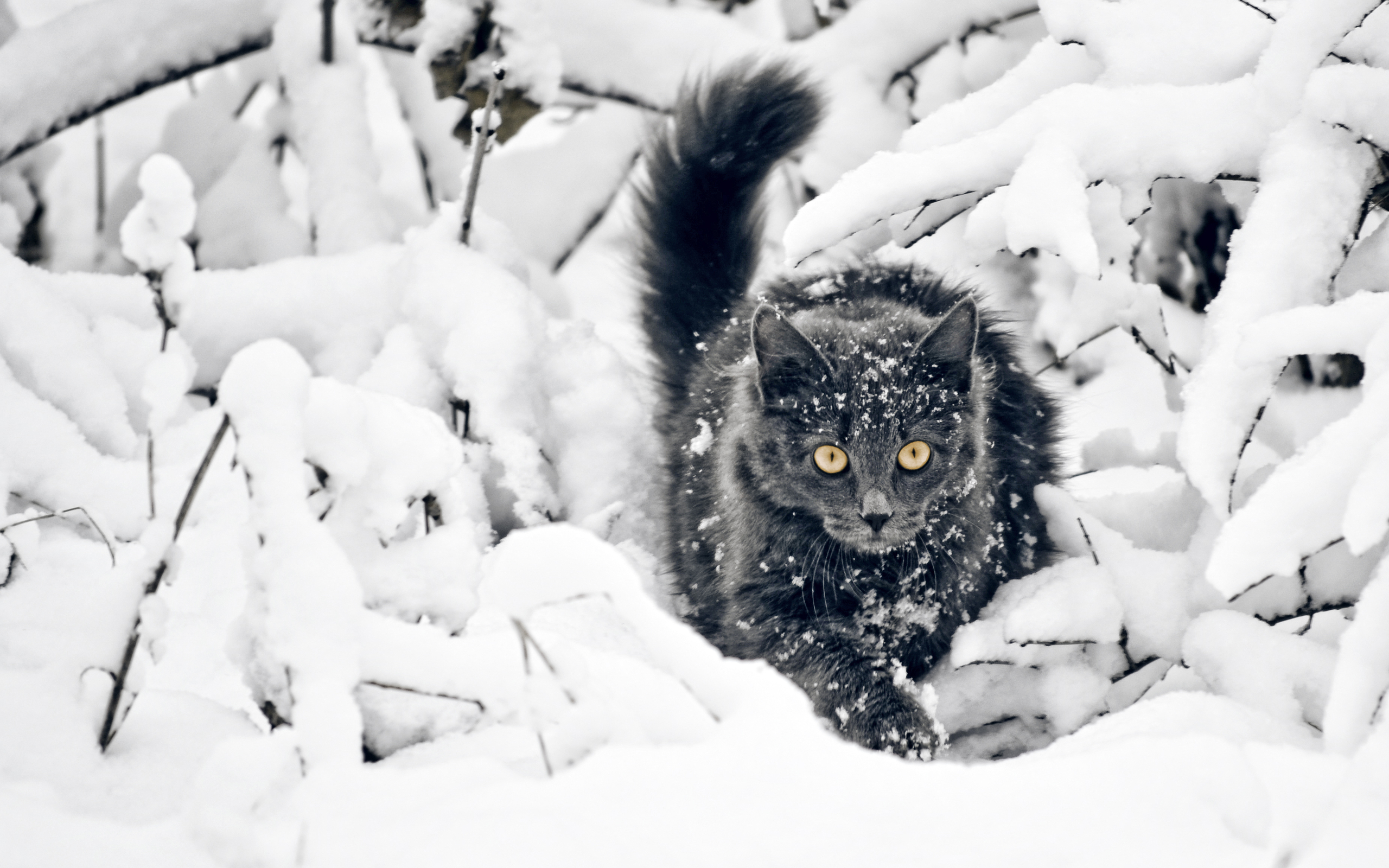 Gray cat in snow HD Wallpaper