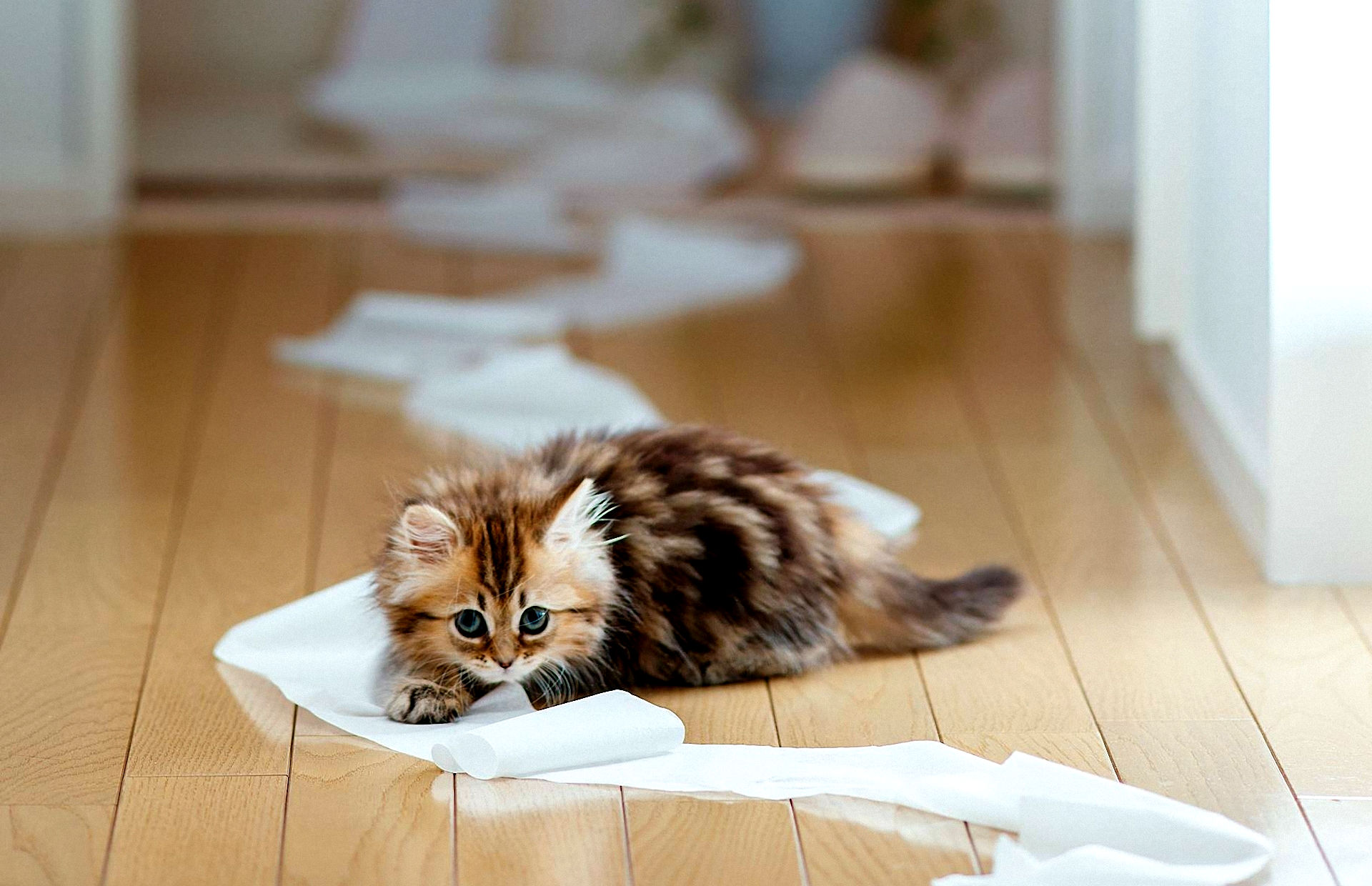 Kitten playing with toilet paper on wooden floor HD Wallpaper