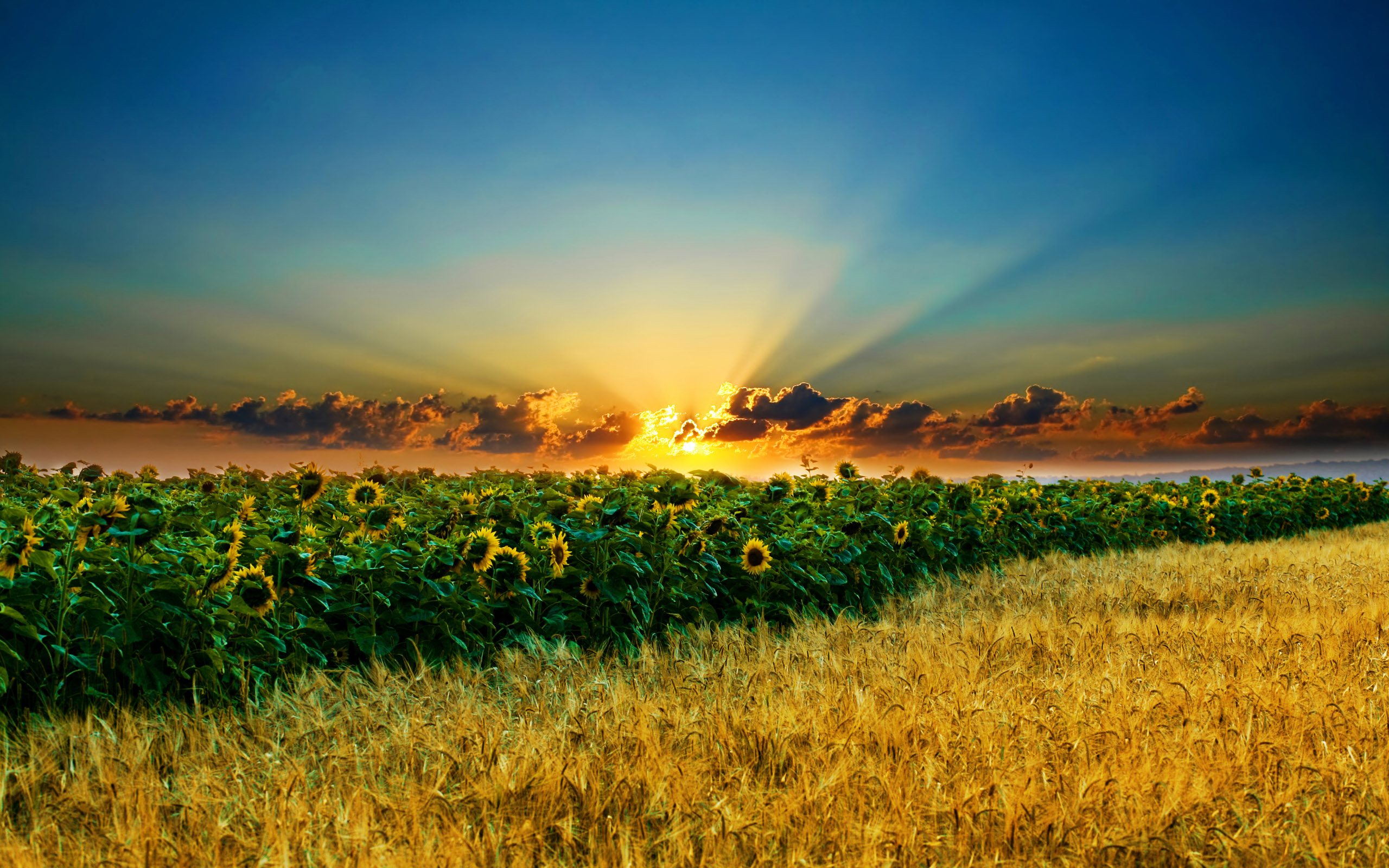 Sunflower field at sunset HD Wallpaper