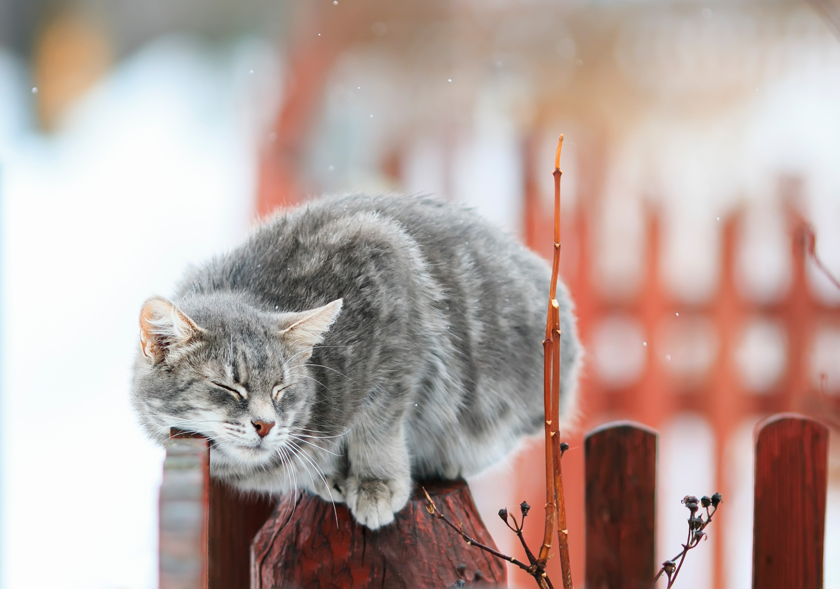 Gray tabby cat sleeping on a wooden fence in winter HD Wallpaper