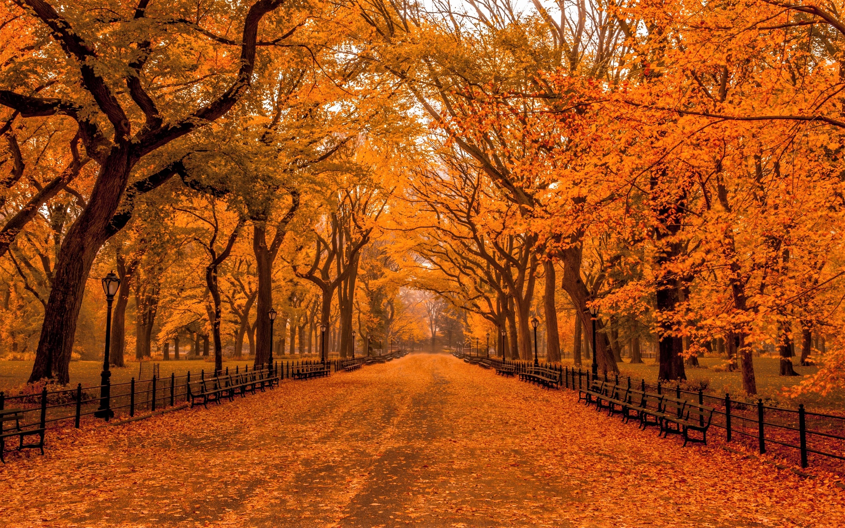 Central Park path lined with benches and autumn trees HD Wallpaper