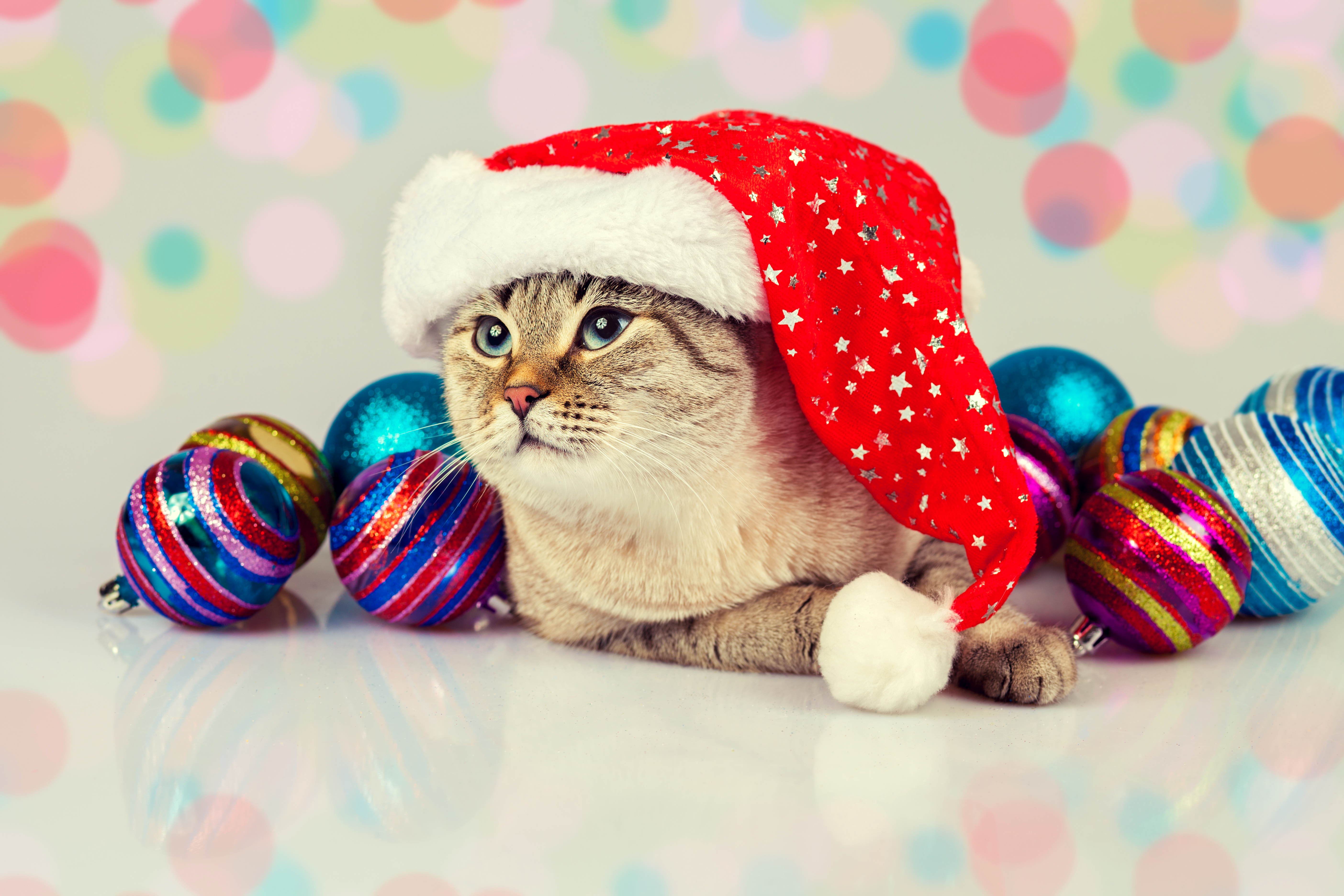 Cat wearing a Santa hat with Christmas ornaments HD Wallpaper