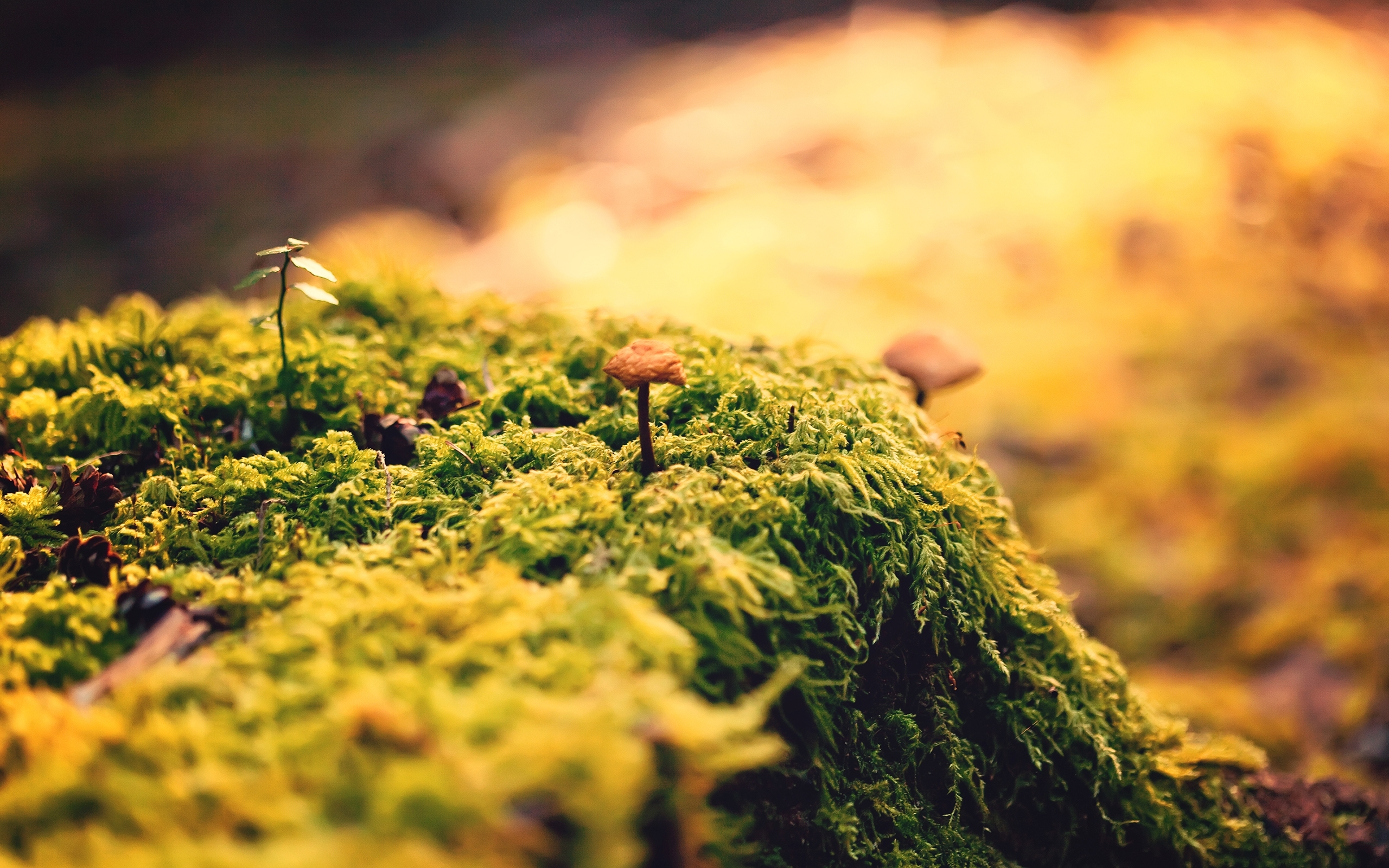 Moss and mushroom on a forest floor HD Wallpaper