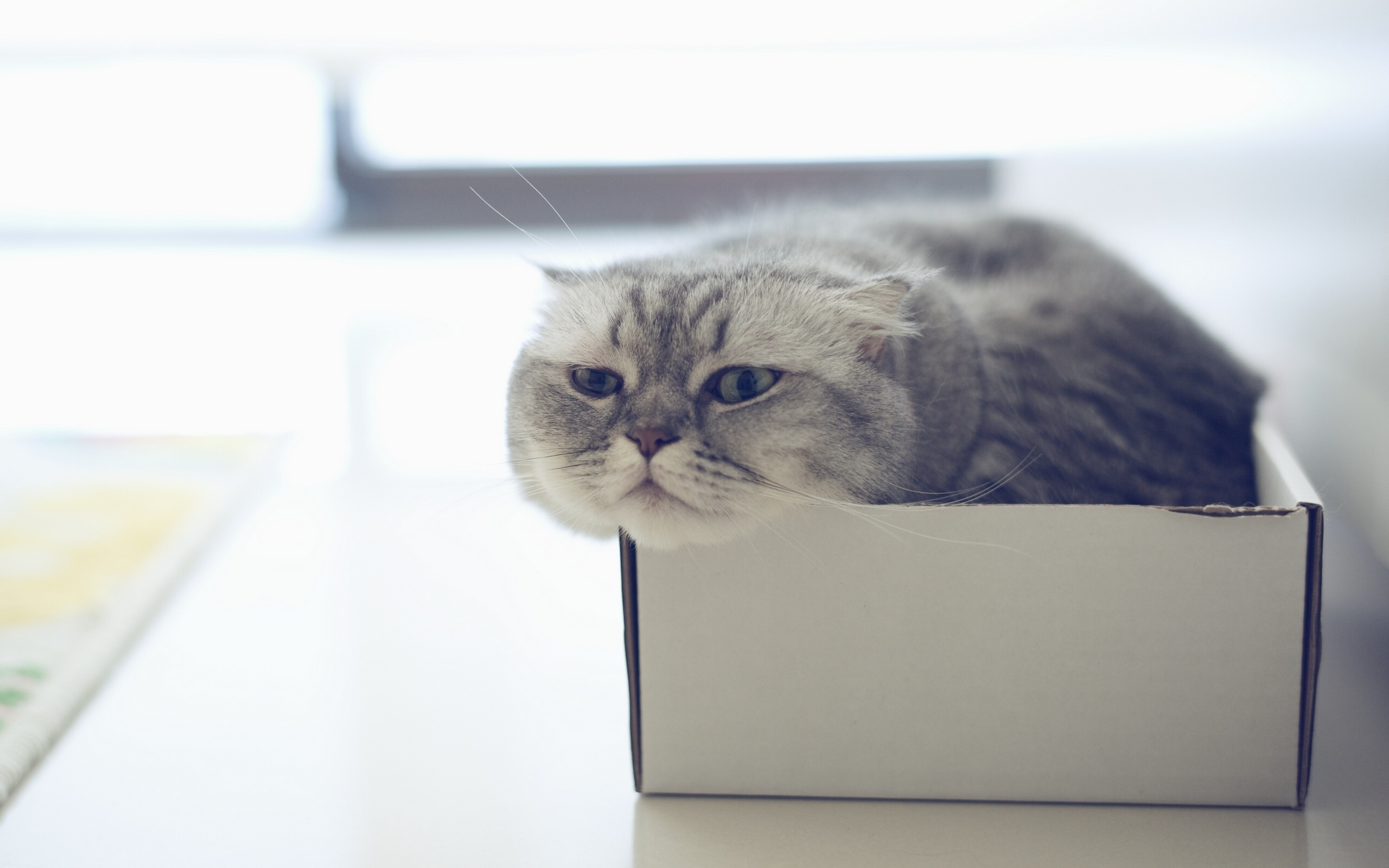 Scottish Fold cat in a box HD Wallpaper