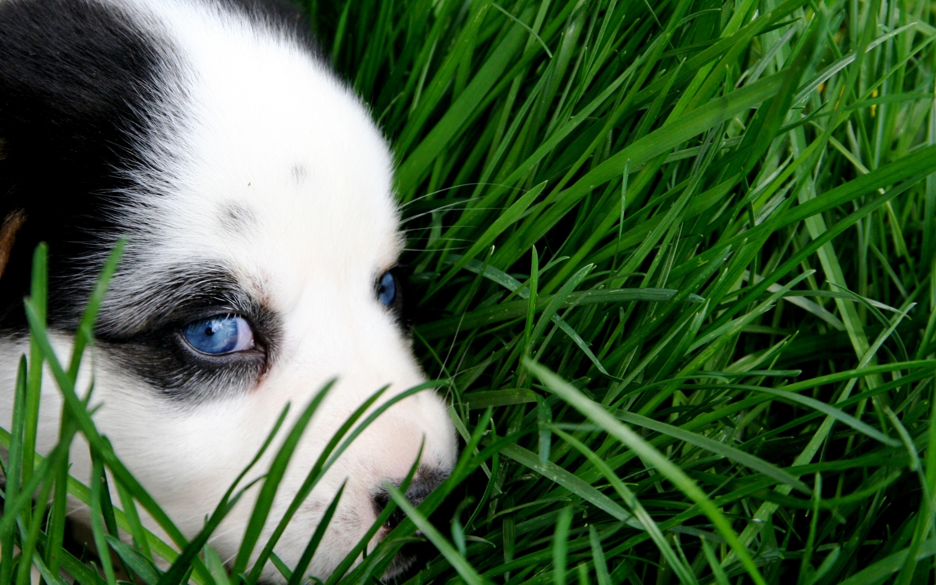 Puppy with blue eyes in green grass HD Wallpaper