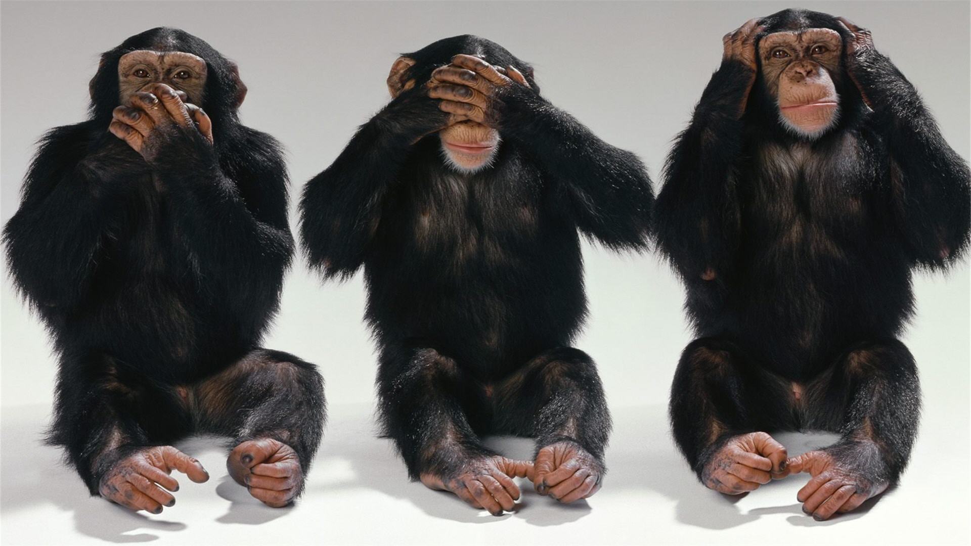 Three monkeys covering their eyes, ears, and mouth HD Wallpaper