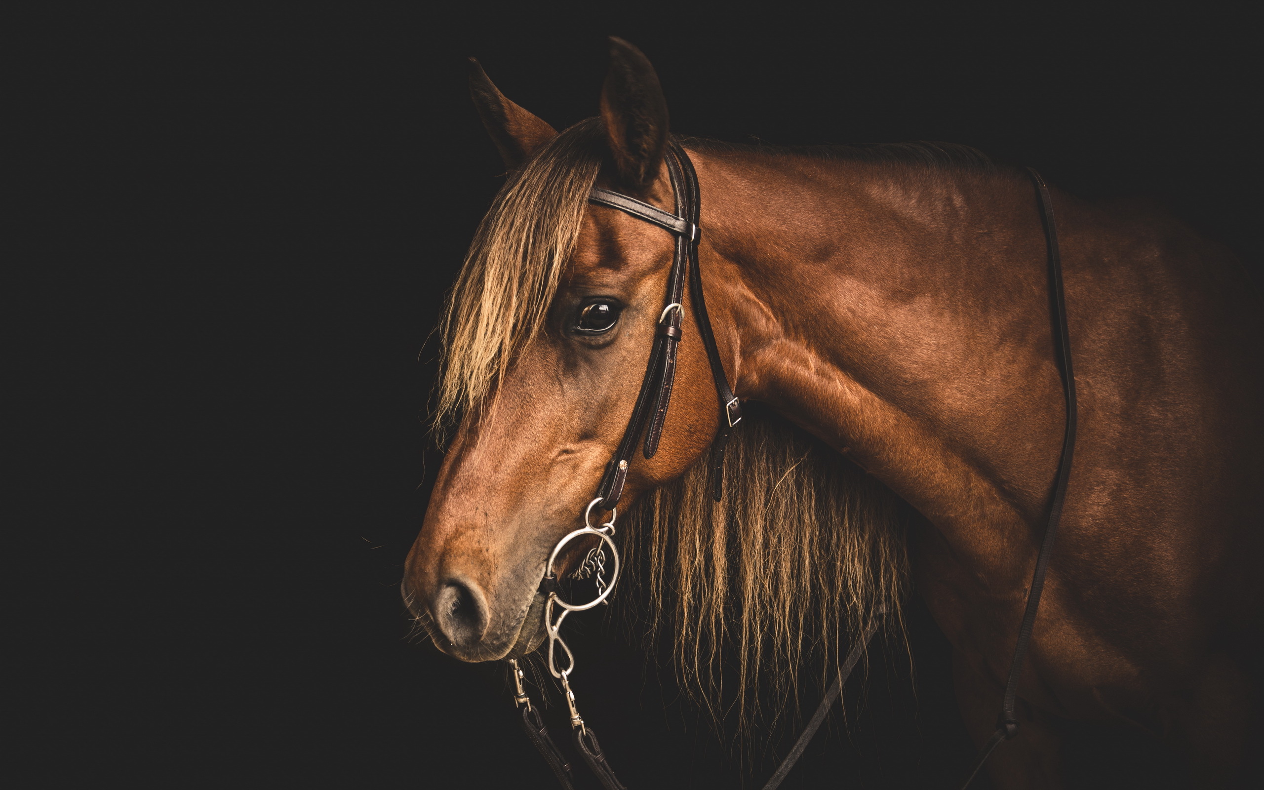 Brown horse with bridle on black background HD Wallpaper
