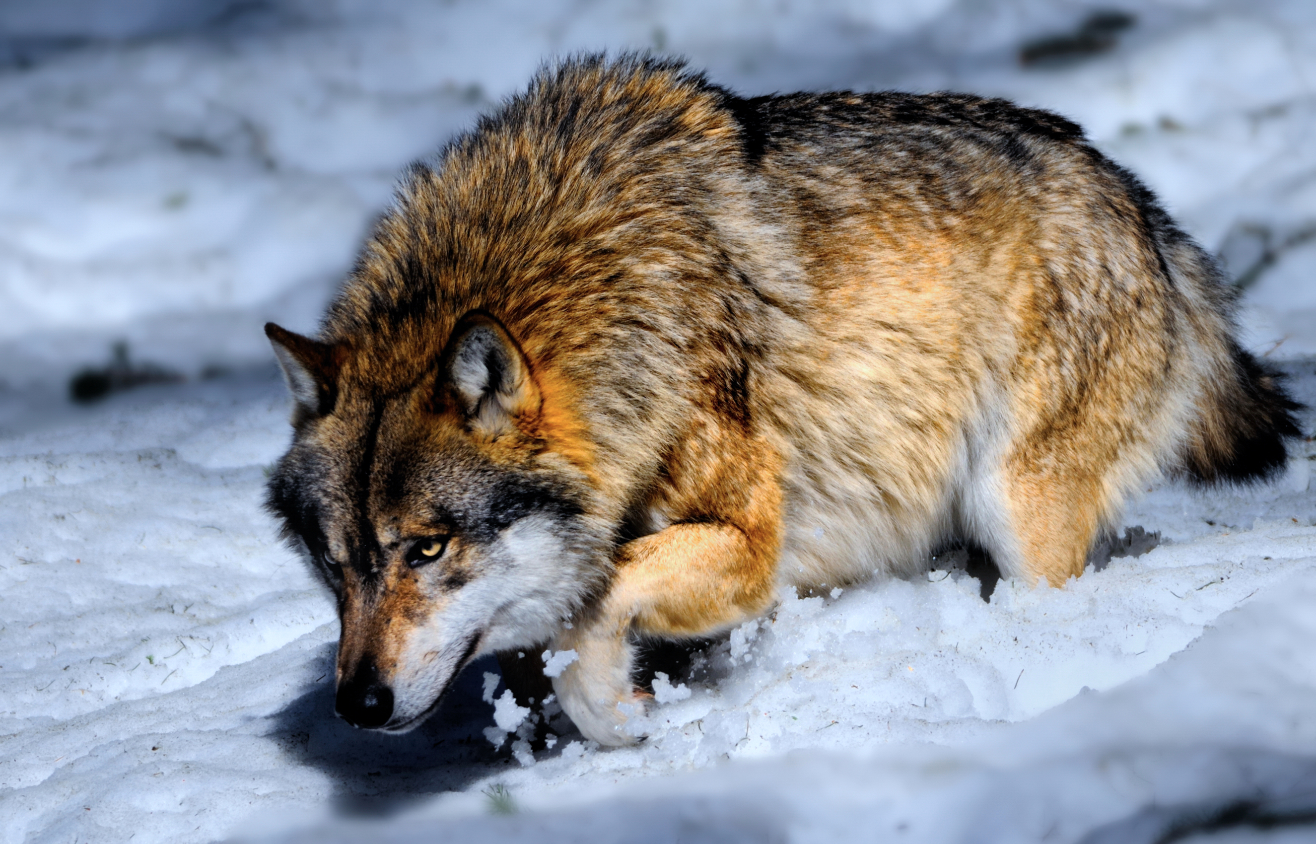 Wolf in the snow HD Wallpaper