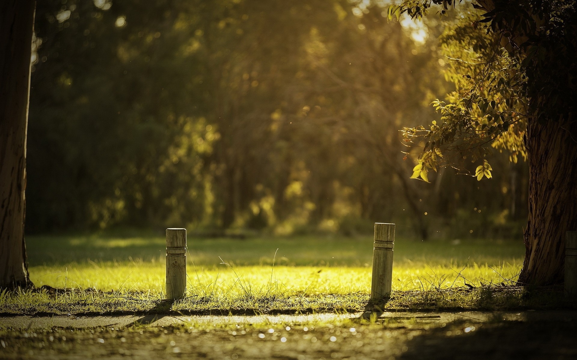 Park with trees and grass HD Wallpaper