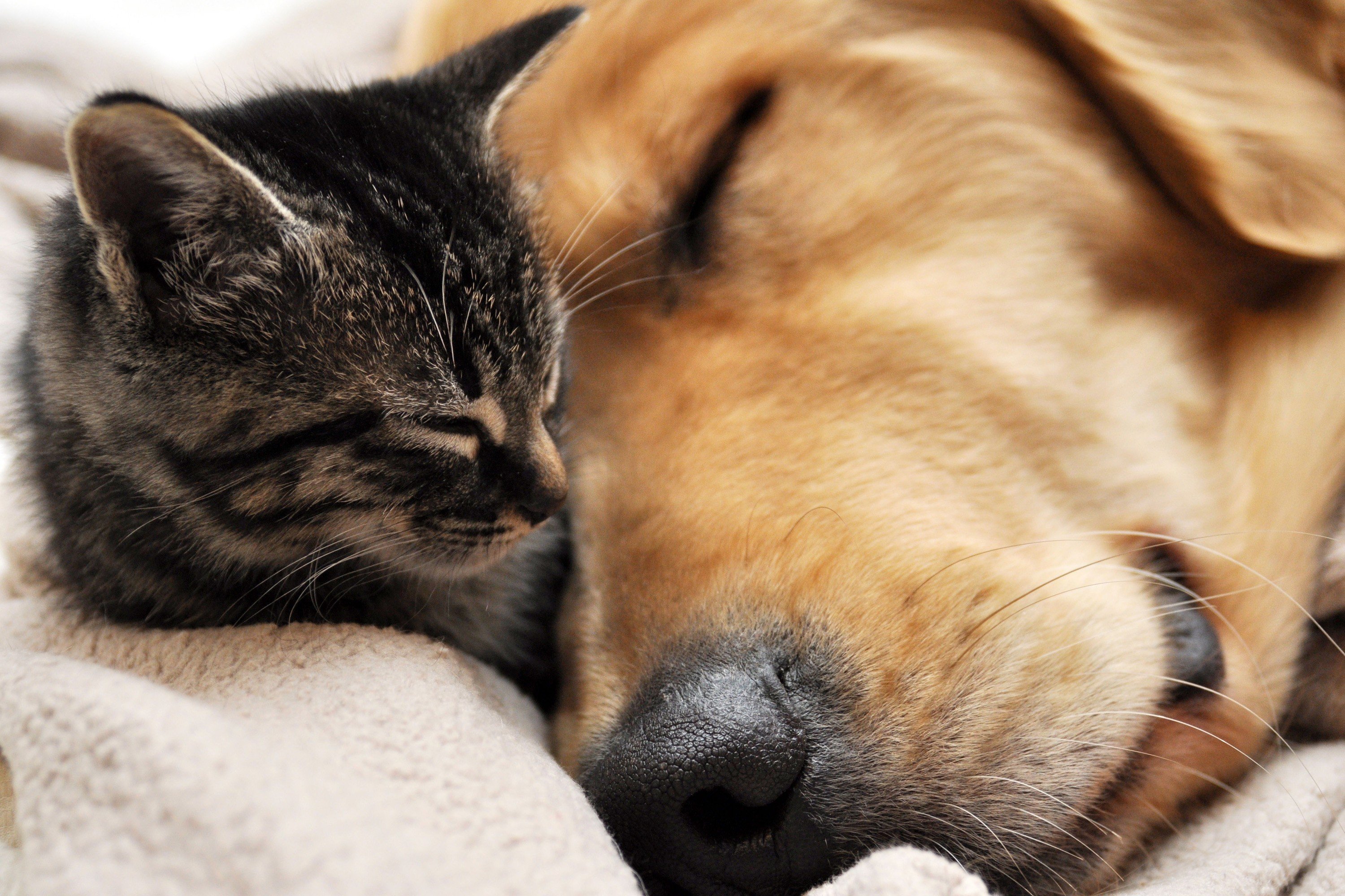 A kitten sleeps on a dog HD Wallpaper