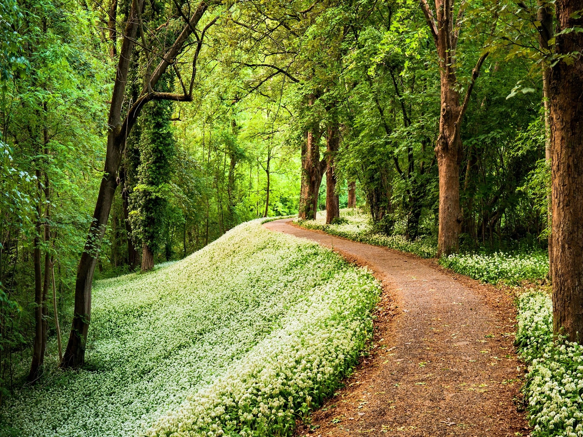 A winding path through a forest with white flowers HD Wallpaper