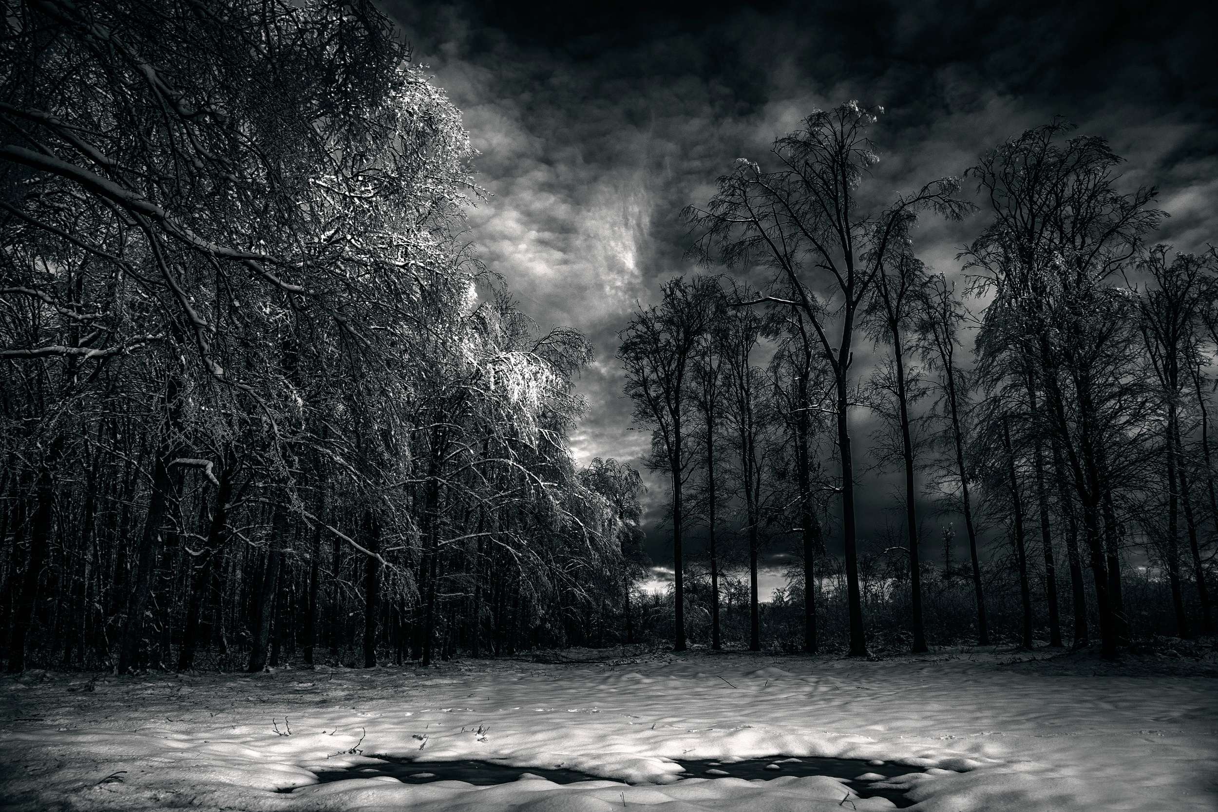 Black and white winter forest with snow and dark clouds HD Wallpaper