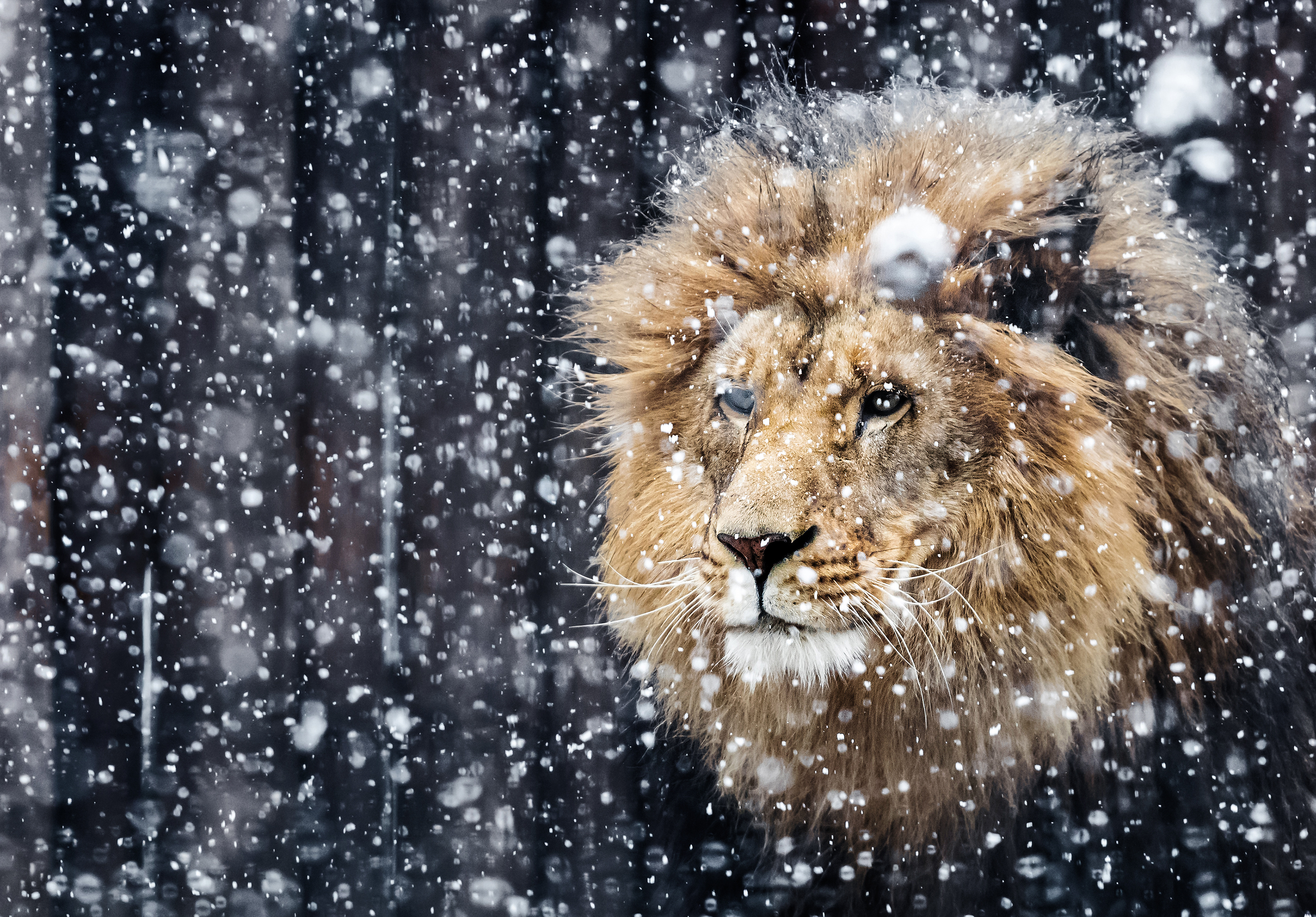 Lion in the snow HD Wallpaper