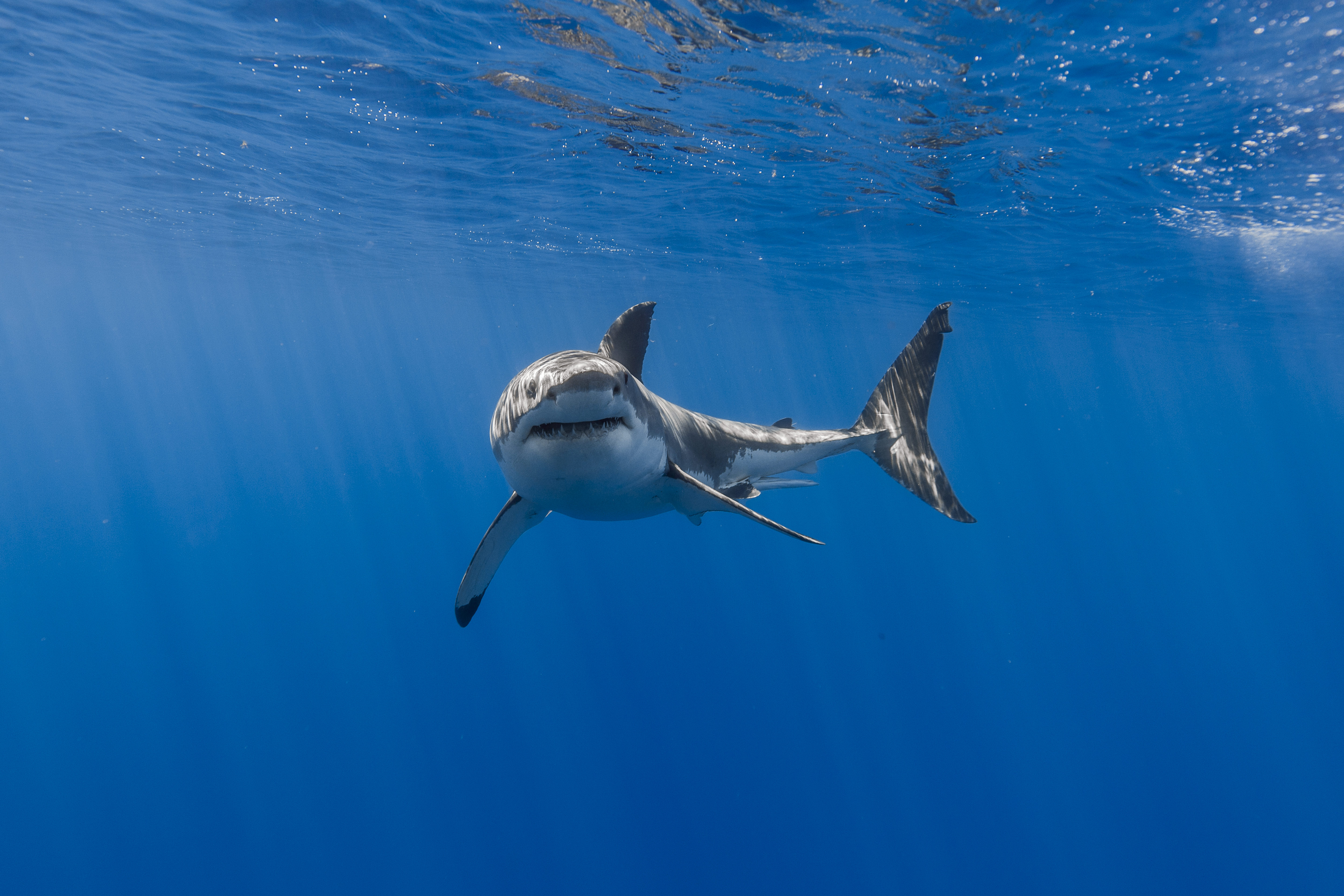 Great White Shark swimming in blue ocean water HD Wallpaper