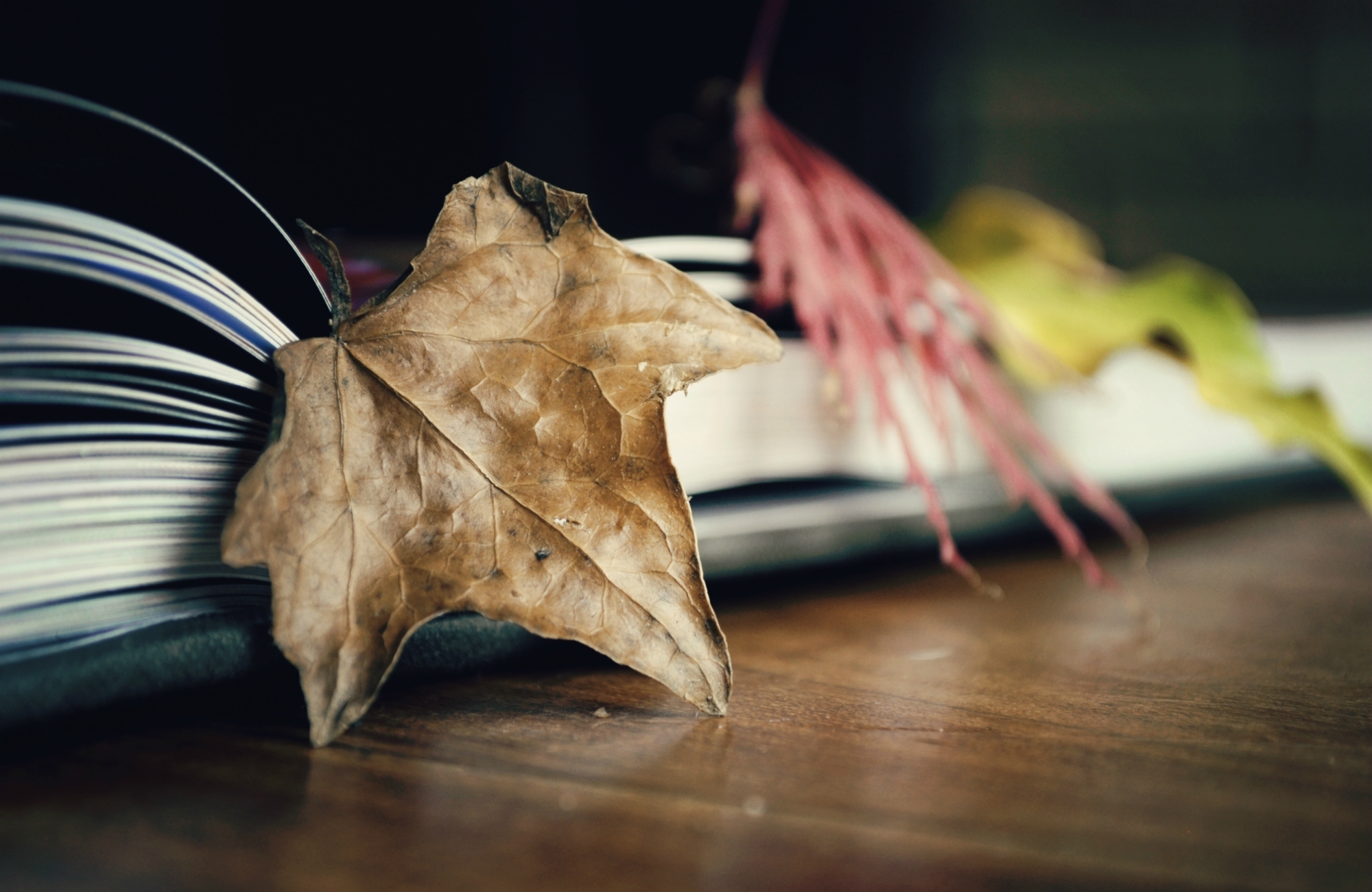 Dry leaf on an open book HD Wallpaper