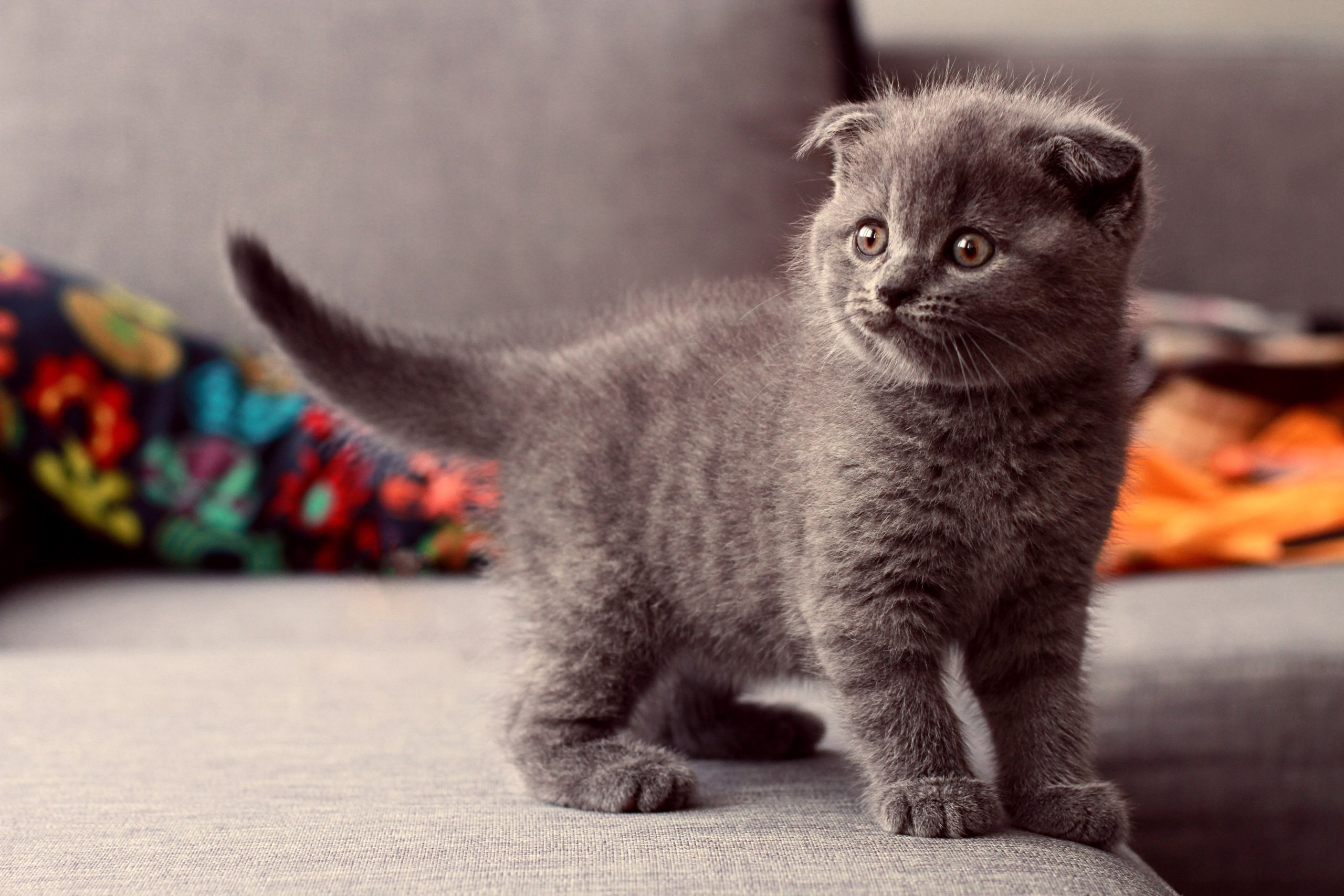 Scottish Fold kitten on a couch HD Wallpaper