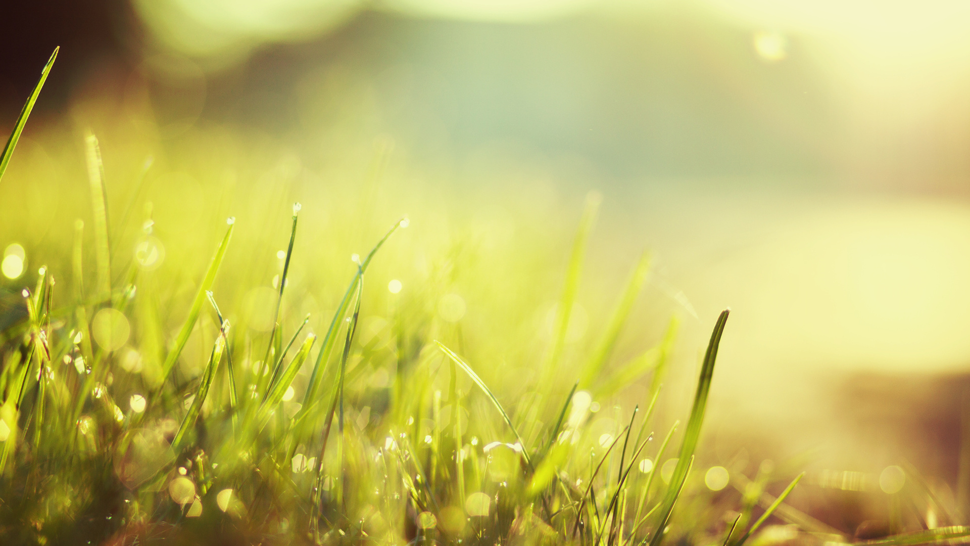 Close up of grass with dew drops HD Wallpaper