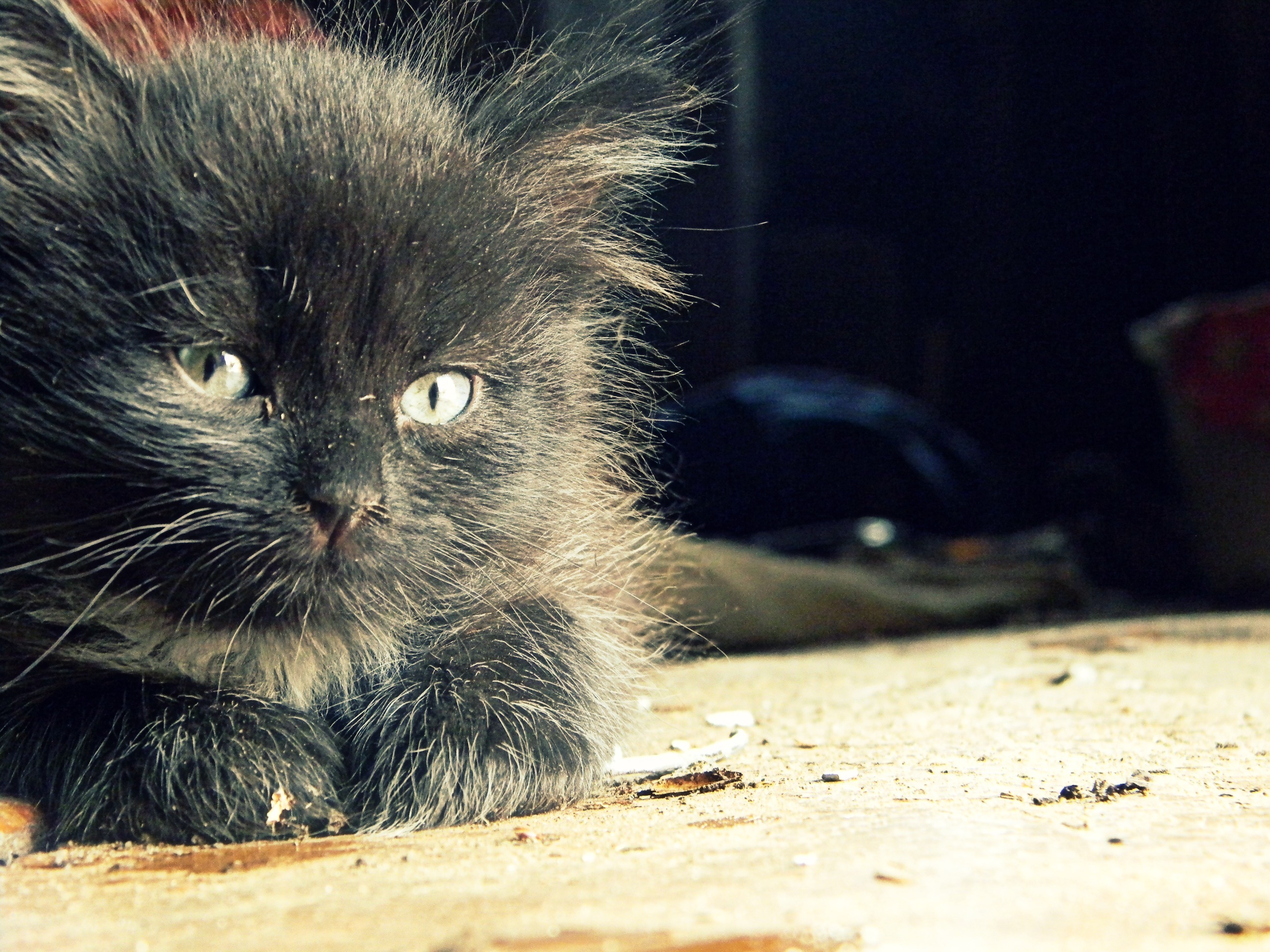 Close-up of a fluffy black kitten HD Wallpaper