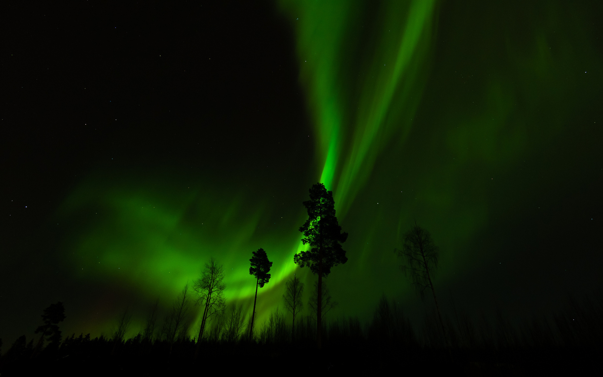 Aurora Borealis over trees at night HD Wallpaper