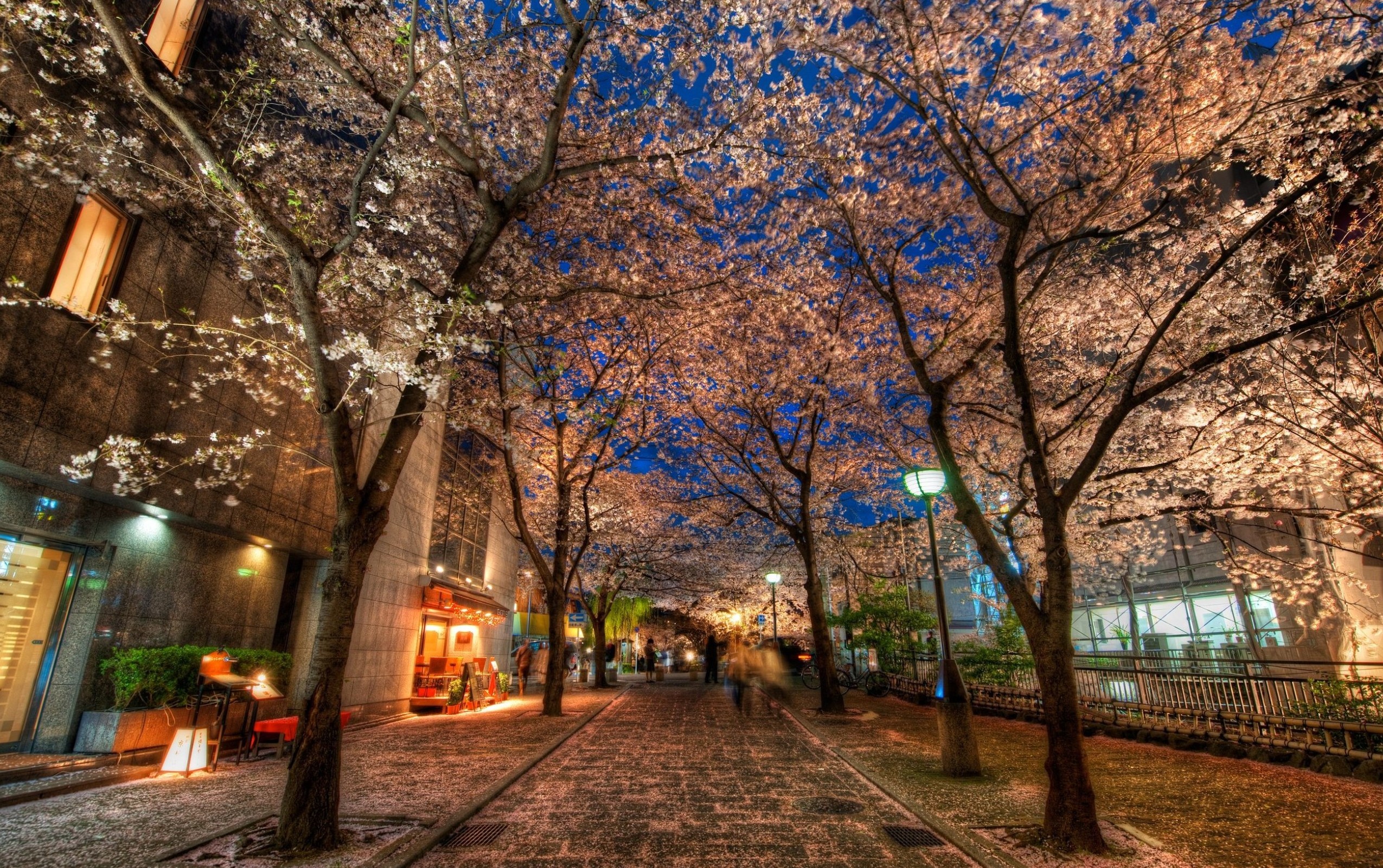 Cherry blossoms at night in Kyoto, Japan HD Wallpaper